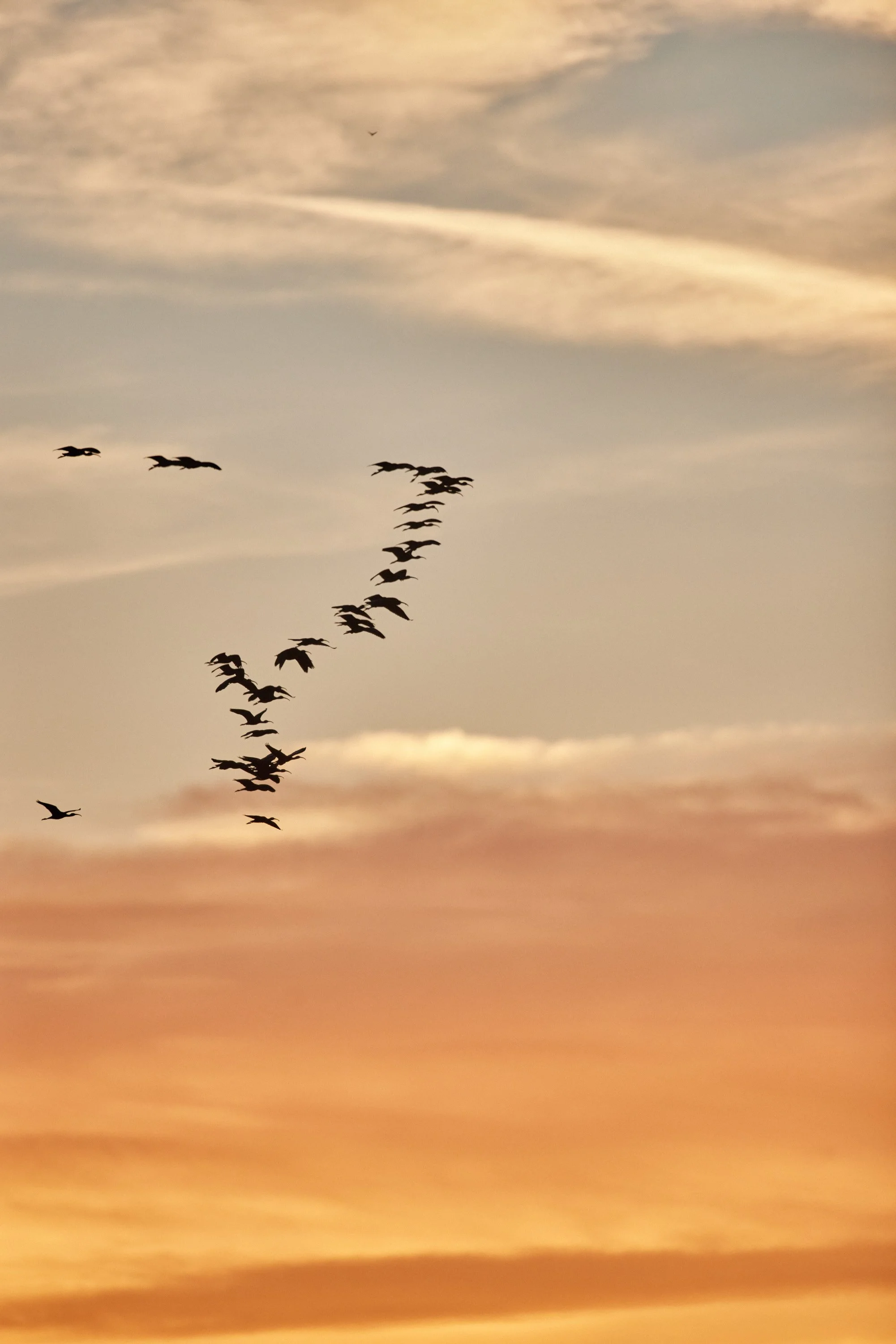 Elbro-Spanien-Gallocante-kohli-marco 1.jpg