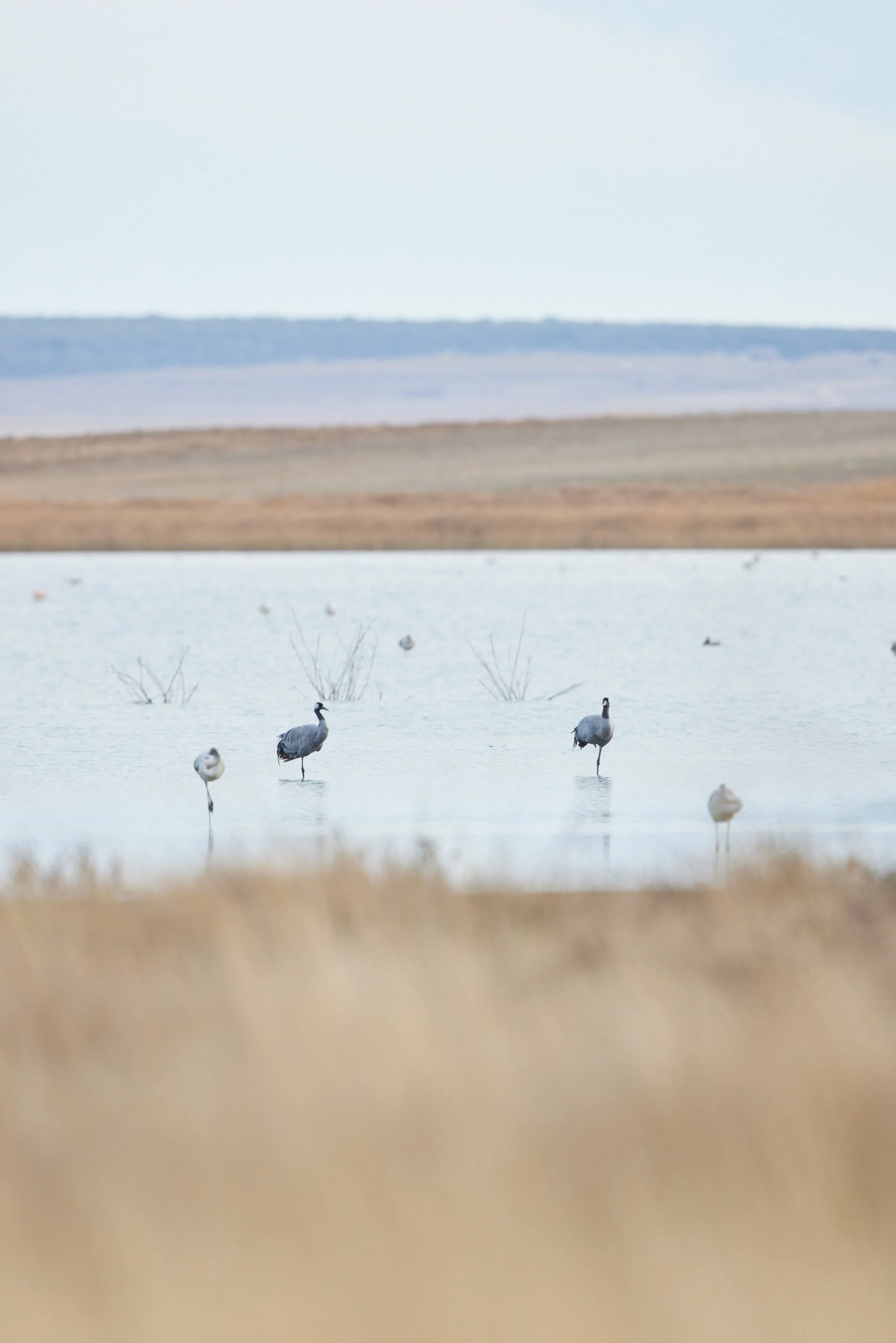 Kranich-Spanien-Gallocante-kohli-marco 6.jpg