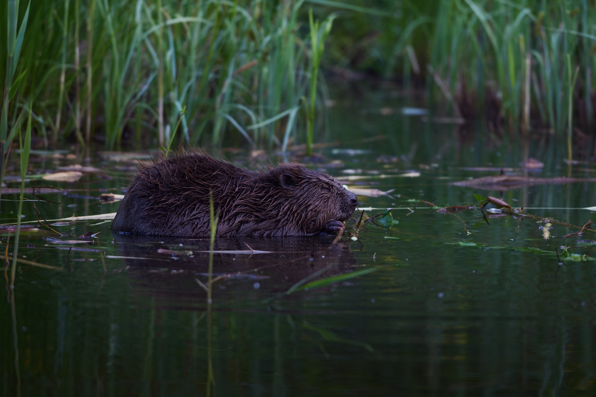 3N6A8892_1-DxO_DeepPRIME XD2s_1.jpg