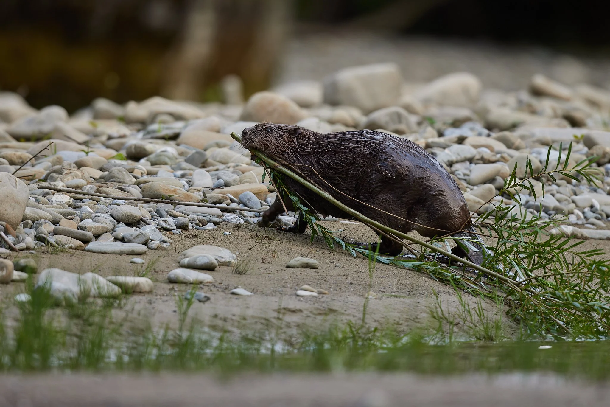 3N6A7629-CR3-DxO_DeepPRIME XD2_1.jpg