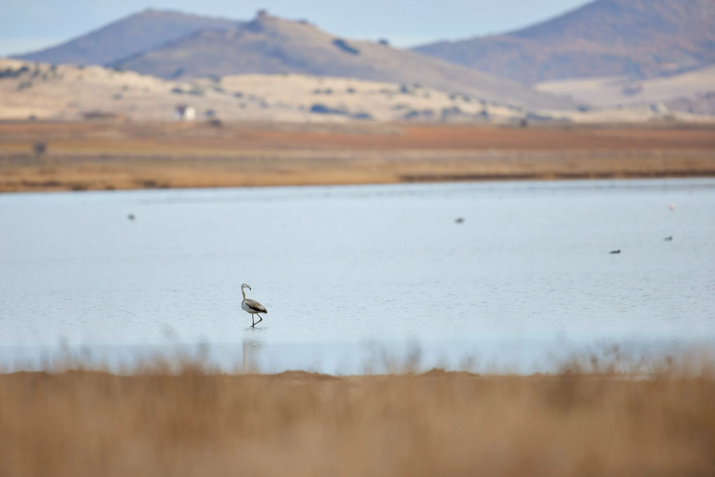 Flamingo-Spanien-Gallocante-kohli-marco 1.jpg