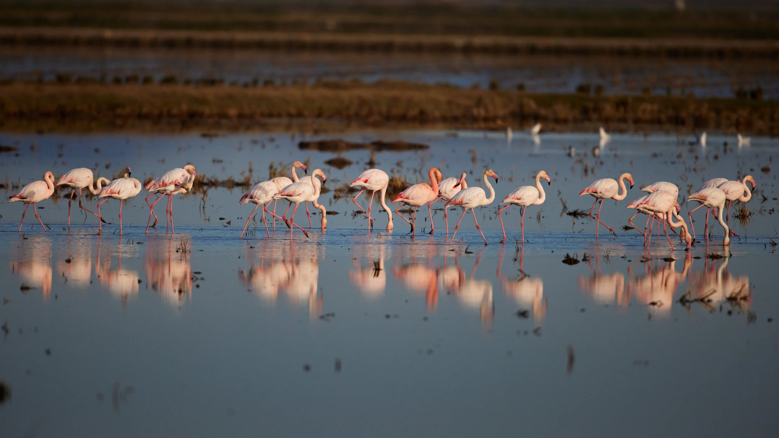 Flamingo-Spanien-Elbro-kohli-marco 5.jpg