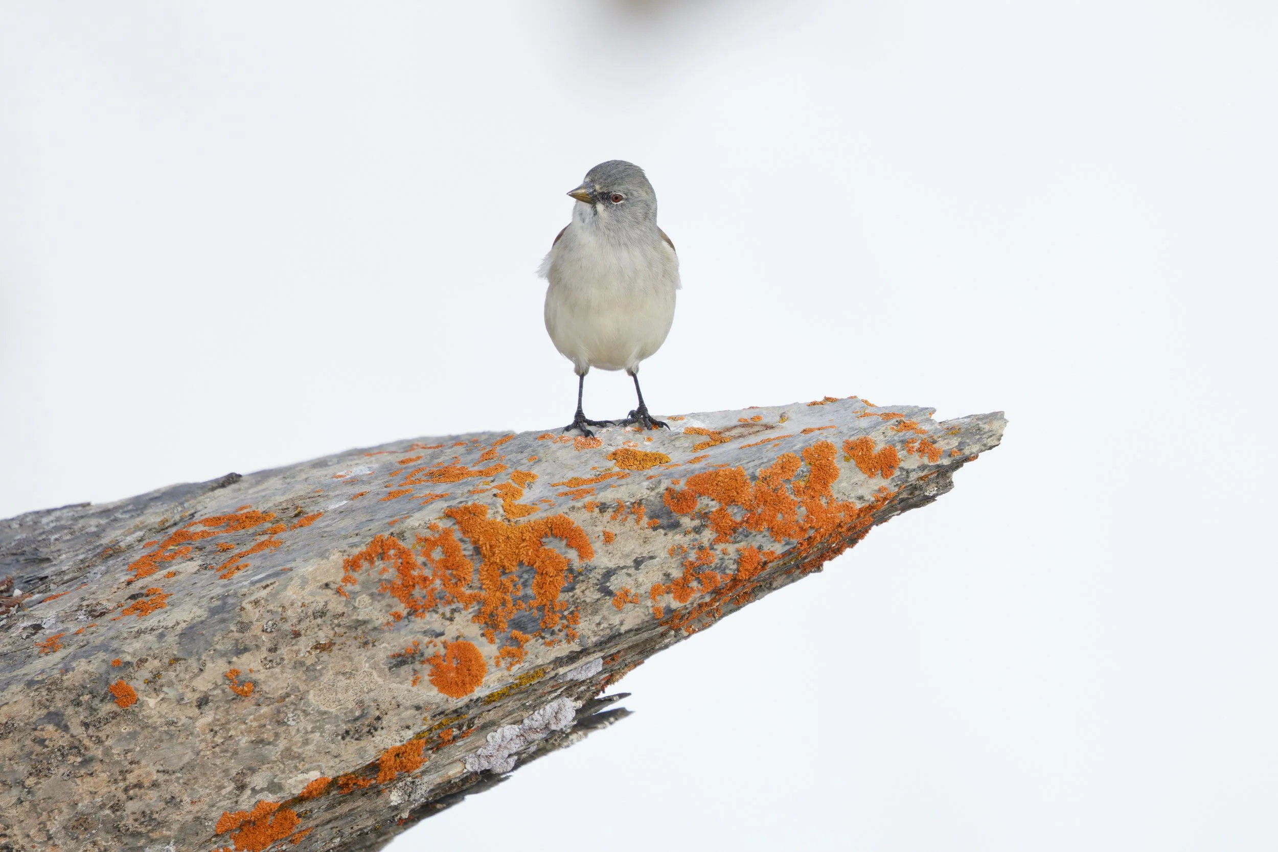 3N6A5790-DxO_DeepPRIME XD2s_1 1.jpg