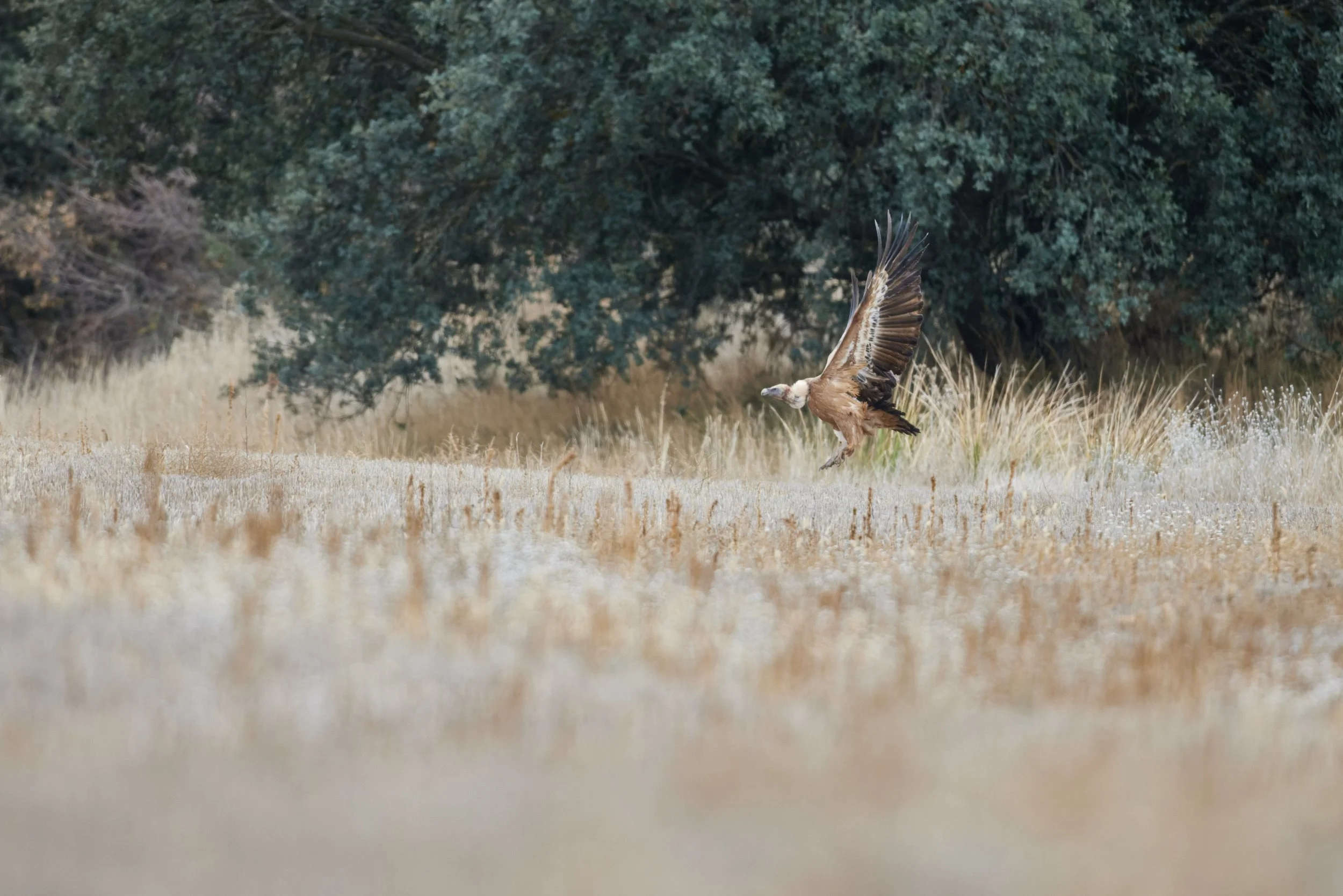 Gänsegeier-Spanien-Gallocante-kohli-marco 2.jpg