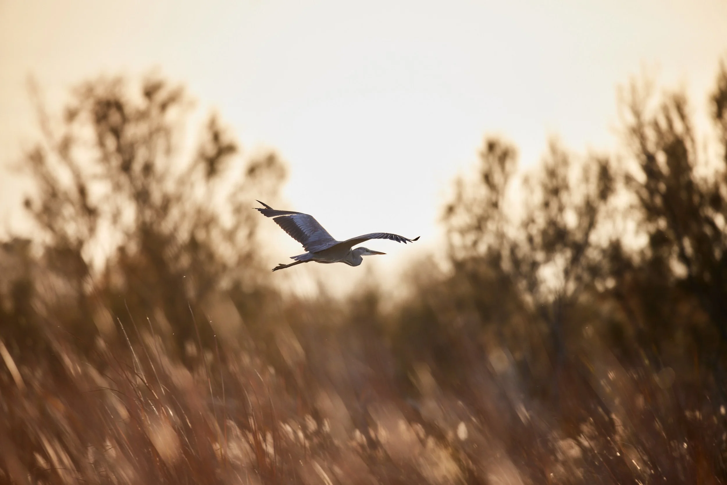 Elbro-Spanien-Gallocante-kohli-marco 10.jpg