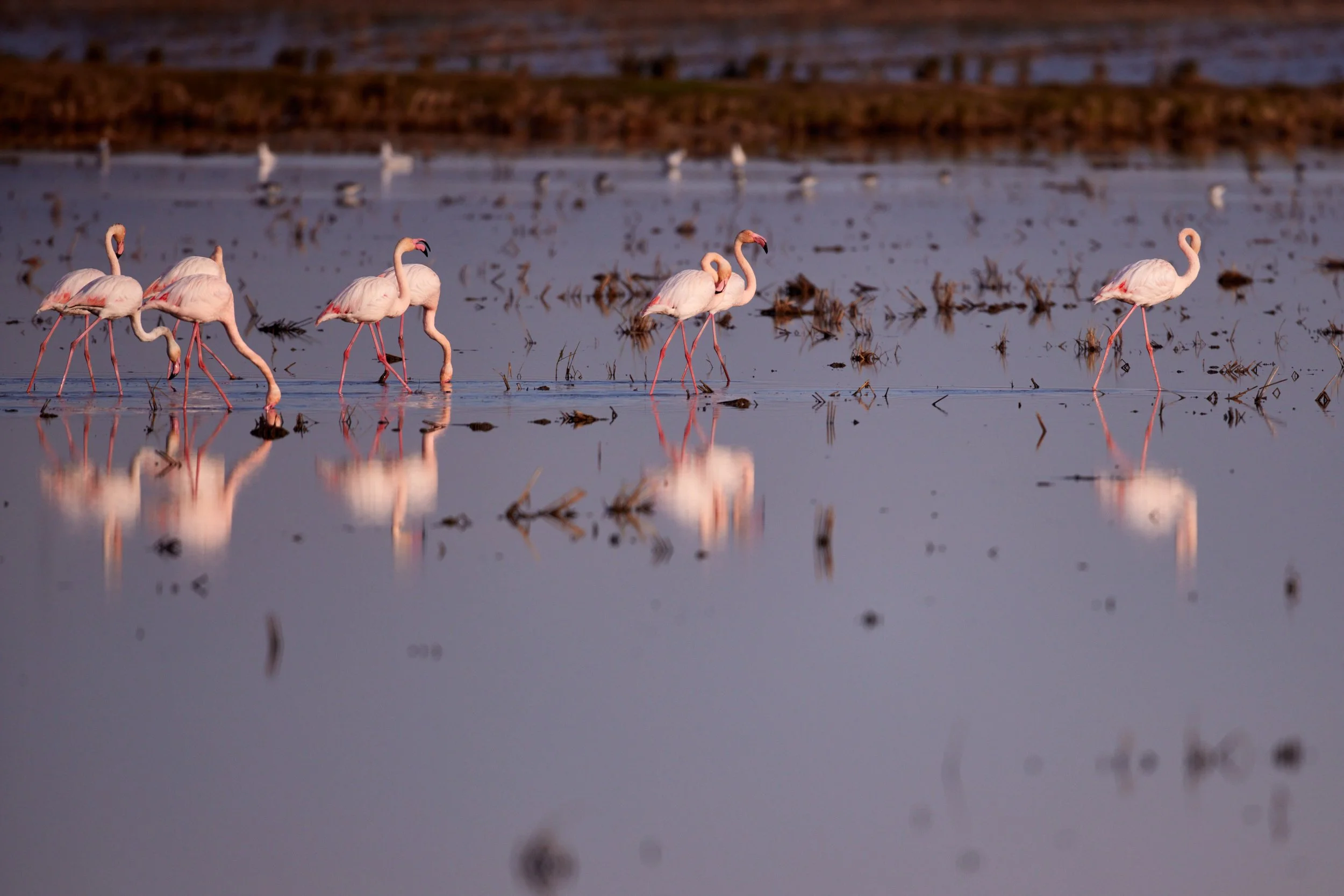 Elbro-Spanien-Gallocante-kohli-marco 8.jpg