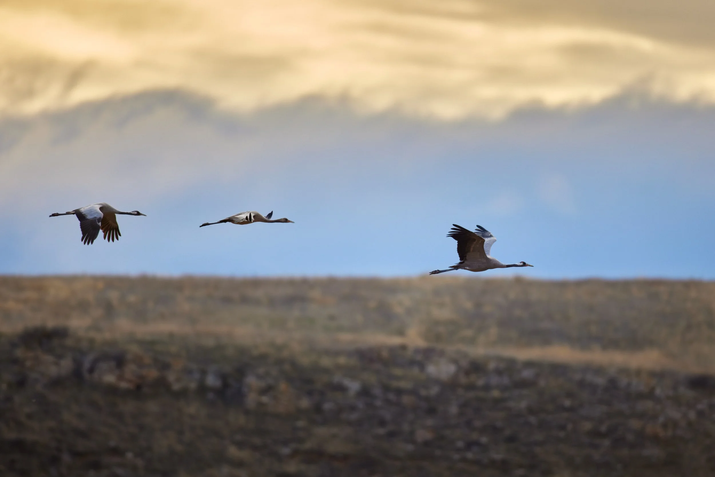 Kranich-Spanien-Gallocante-kohli-marco 5.jpg