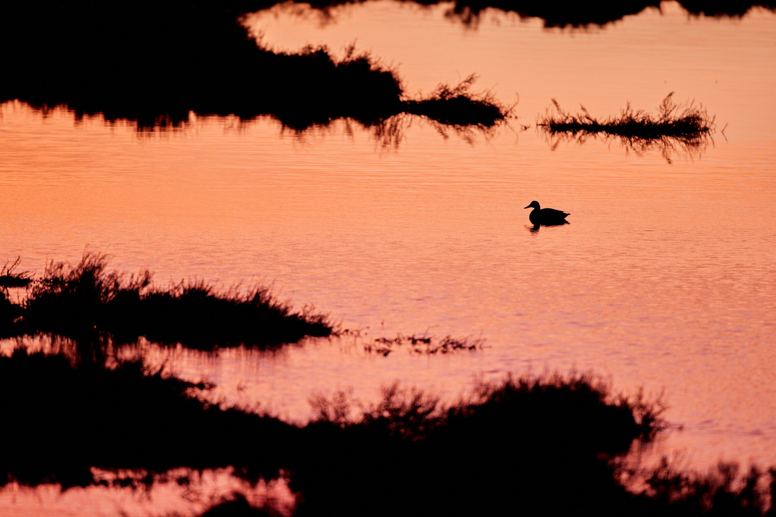 Elbro-Spanien-Gallocante-kohli-marco 2.jpg