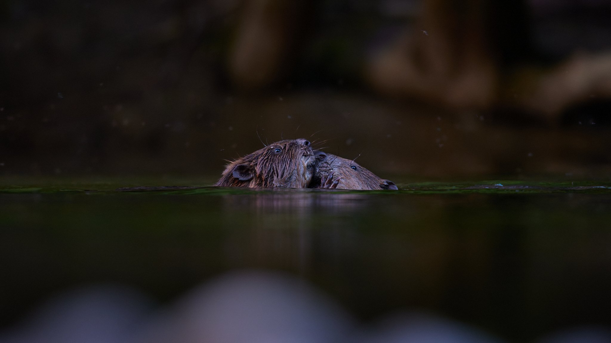 3N6A0327-DxO_DeepPRIME XD2s-2_1.jpg