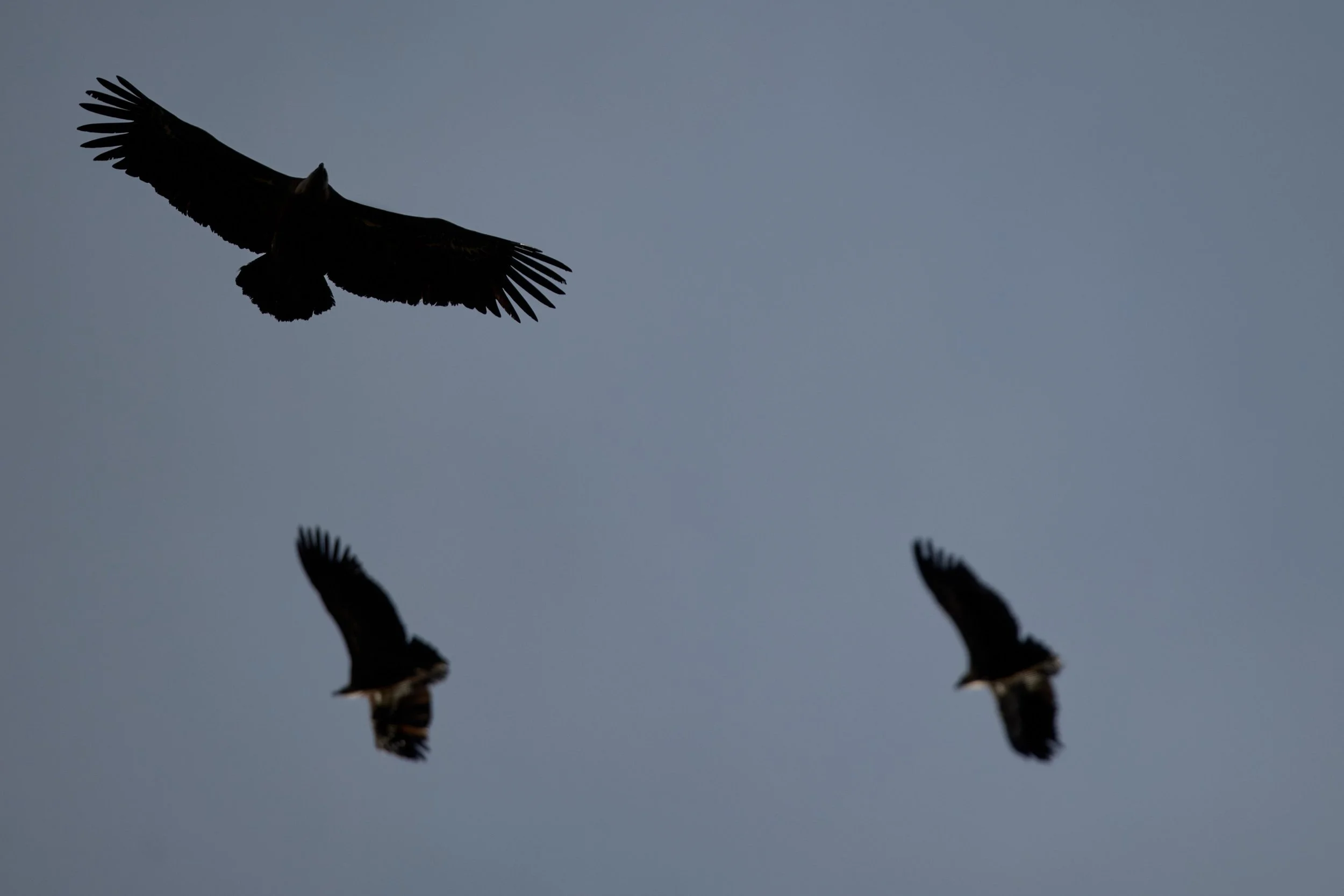 Gänsegeier-Spanien-Gallocante-kohli-marco 6.jpg