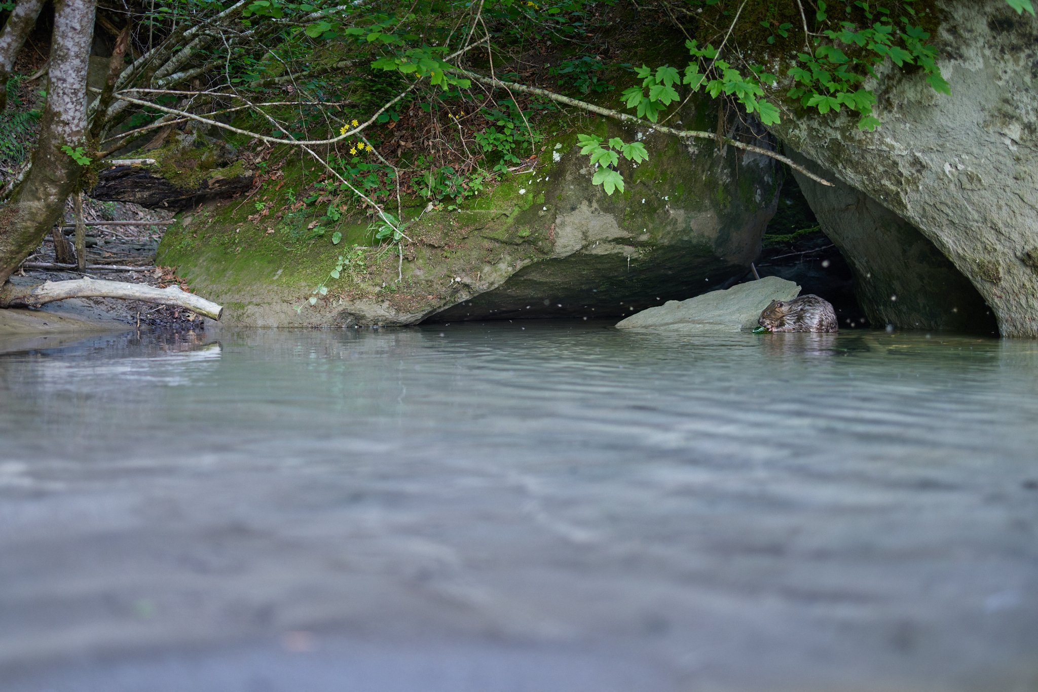 3N6A9301_2-DxO_DeepPRIME XD2s_1.jpg