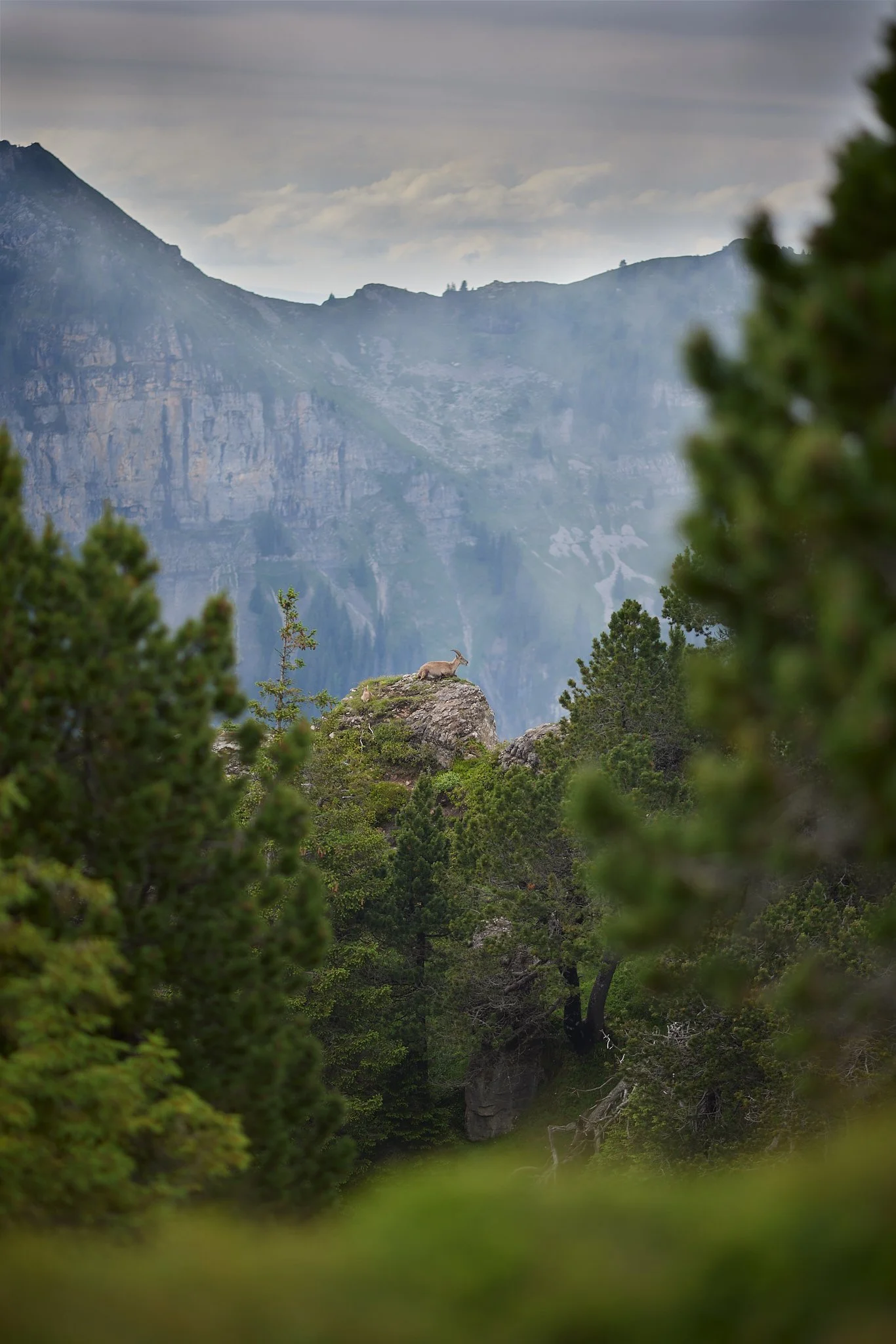 3N6A1747-CR3-DxO_DeepPRIME XD2_1.jpg