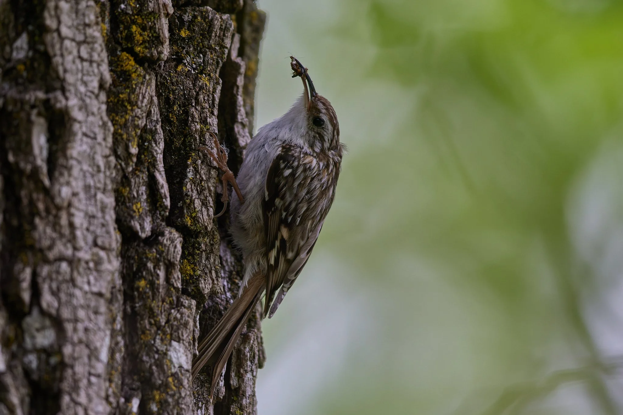 3N6A7078-DxO_DeepPRIME XD2s_1.jpg