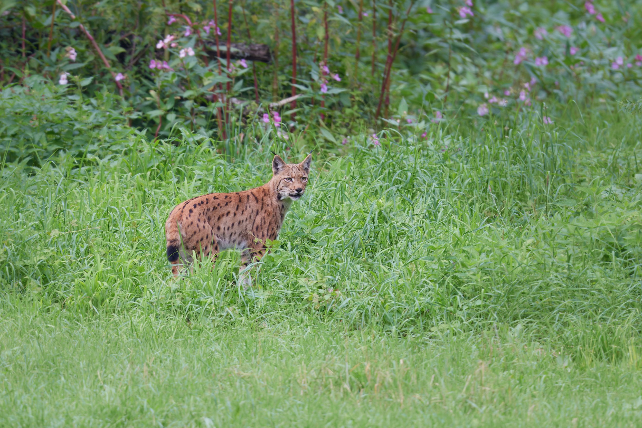 3N6A0256-CR3-DxO_DeepPRIME XD2_1 1.jpg