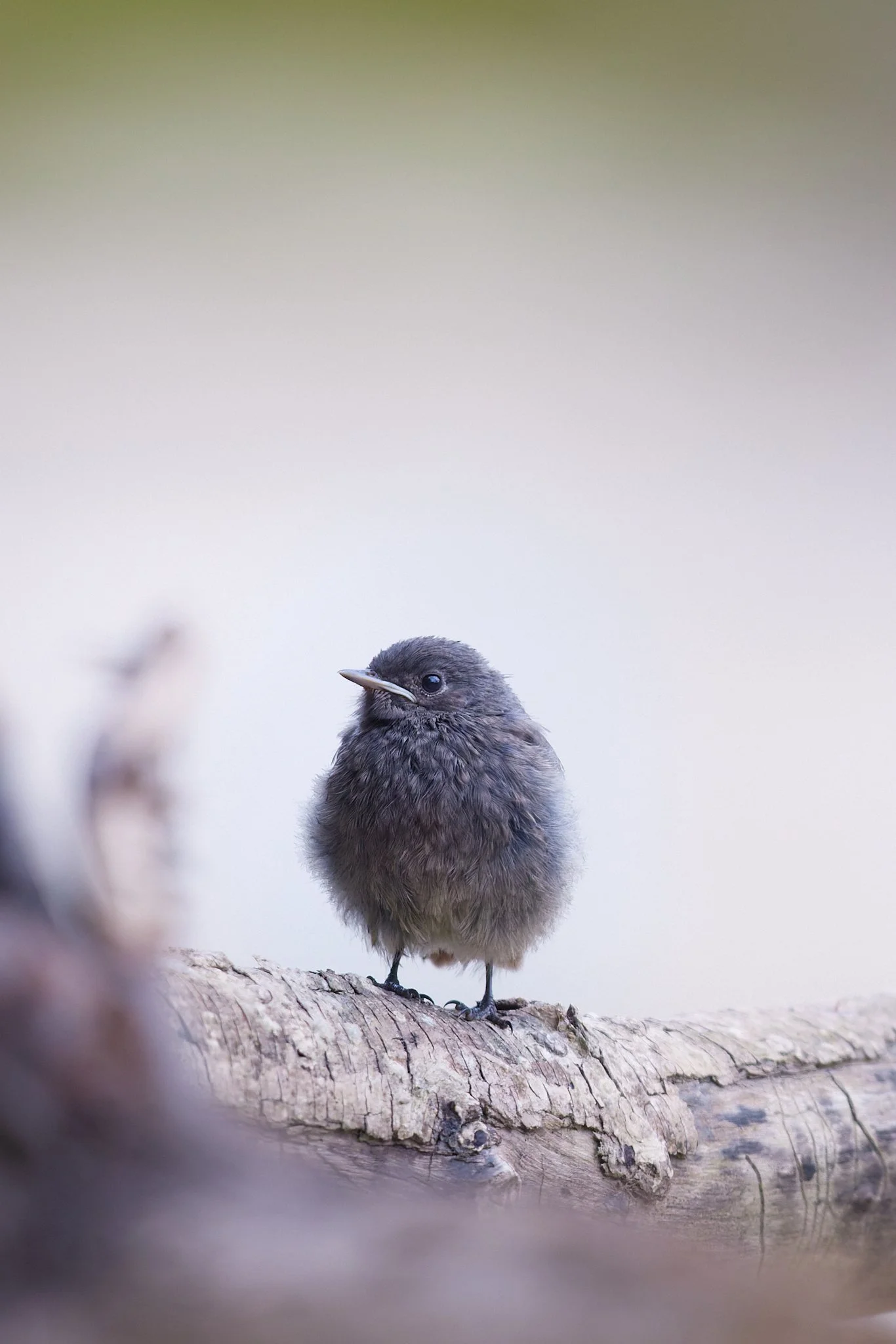 3N6A8937-CR3-DxO_DeepPRIME XD2_1.jpg