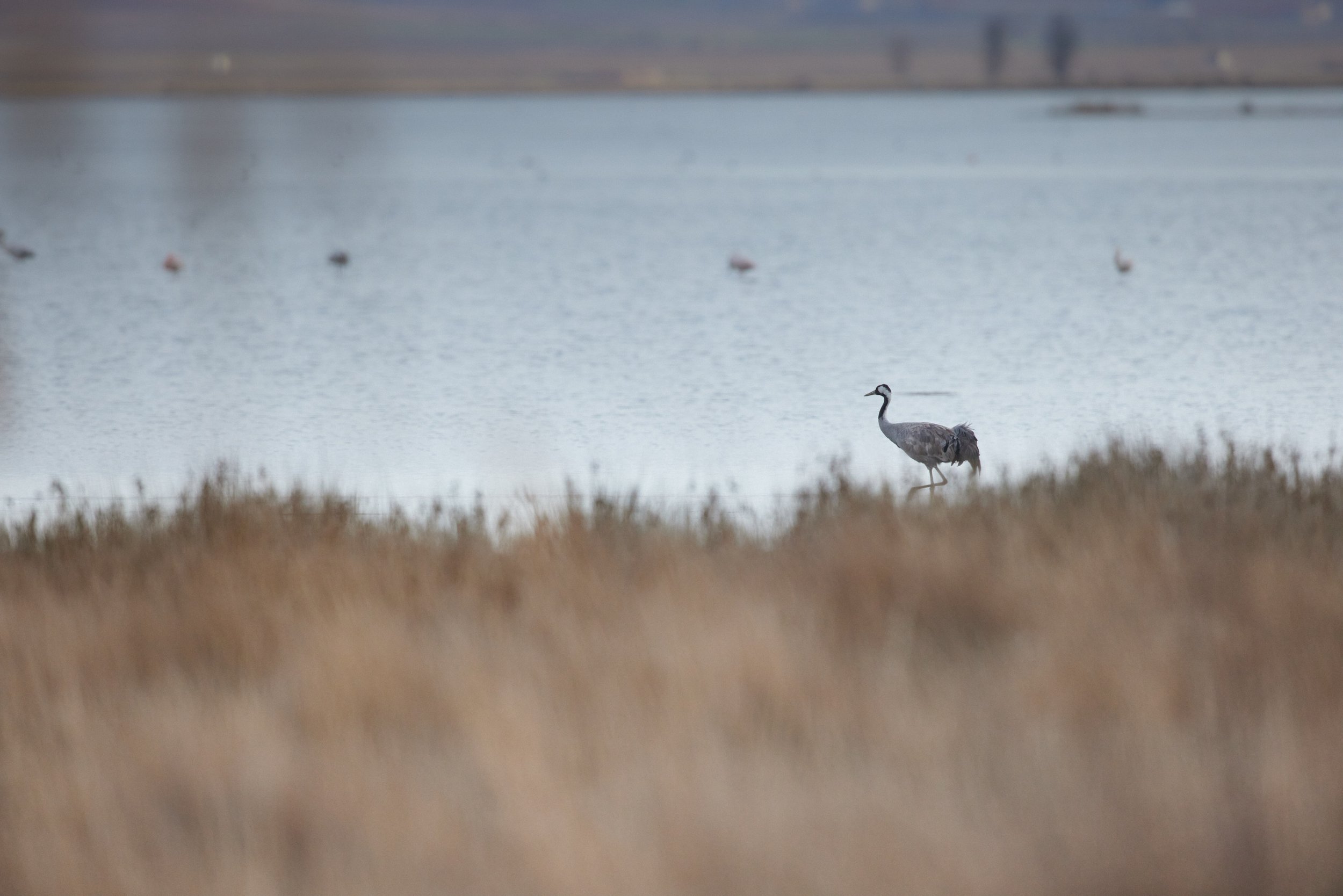 Kranich-Spanien-Gallocante-kohli-marco 3.jpg