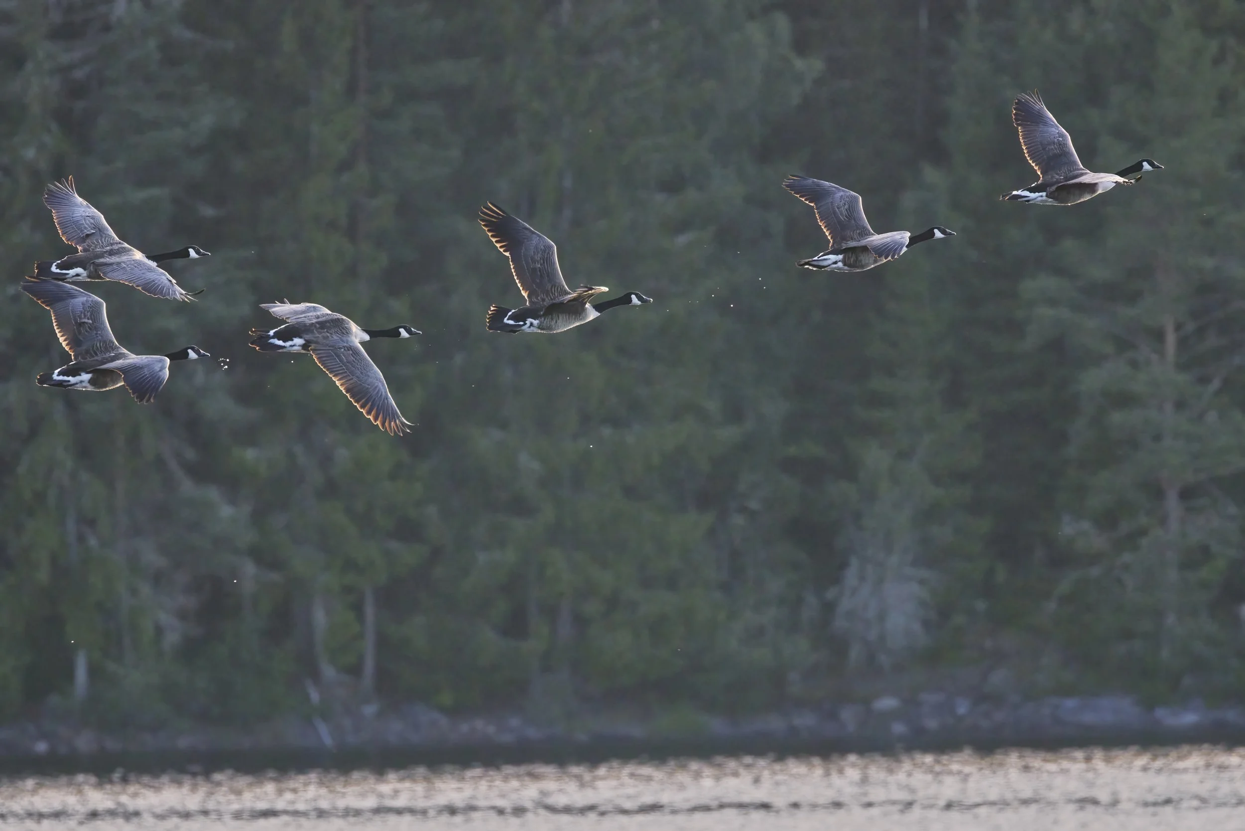 Kanadagänse in der Abendsonne