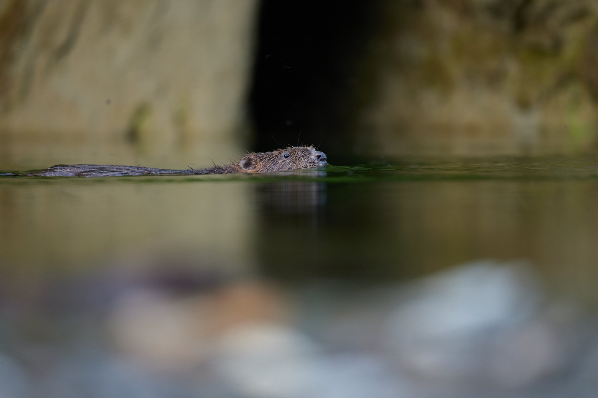 3N6A0206-DxO_DeepPRIME XD2s_1.jpg