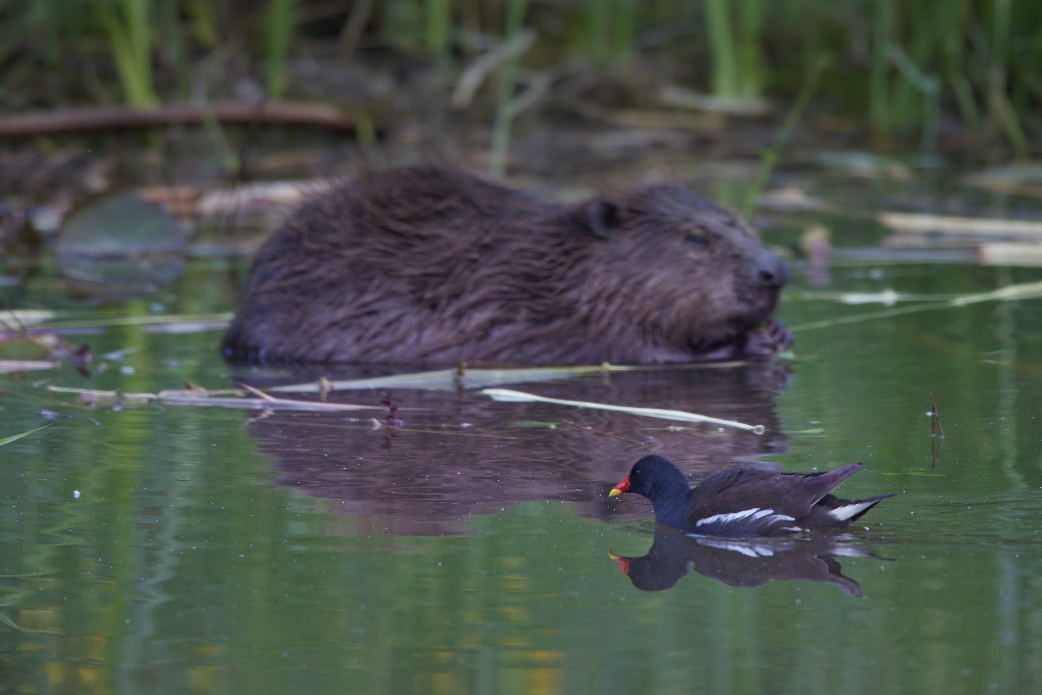 3N6A9177_1-DxO_DeepPRIME XD2s_1.jpg