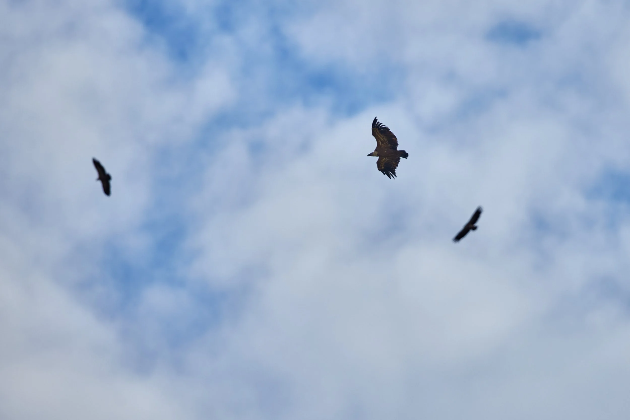 Gänsegeier-Spanien-Gallocante-kohli-marco 4.jpg