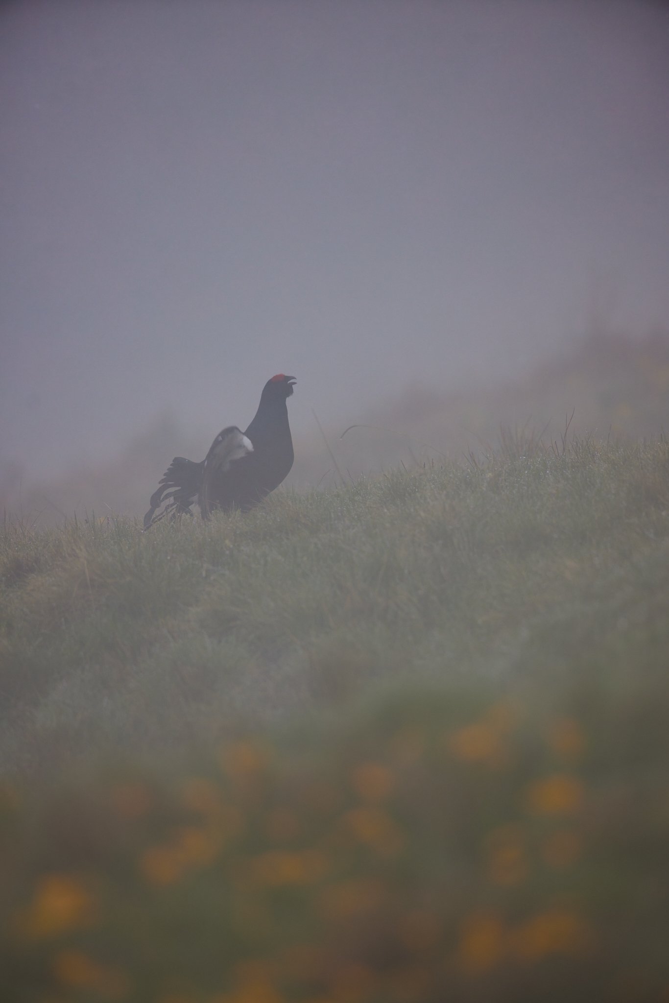 3N6A7561-DxO_DeepPRIME XD2s_1.jpg