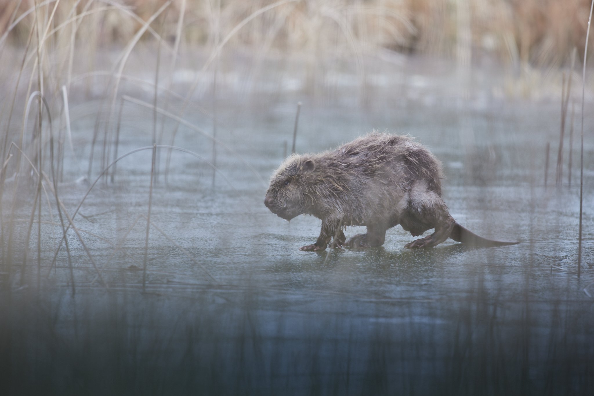 3N6A2494-DxO_DeepPRIME XD2s_1wett 2.jpg