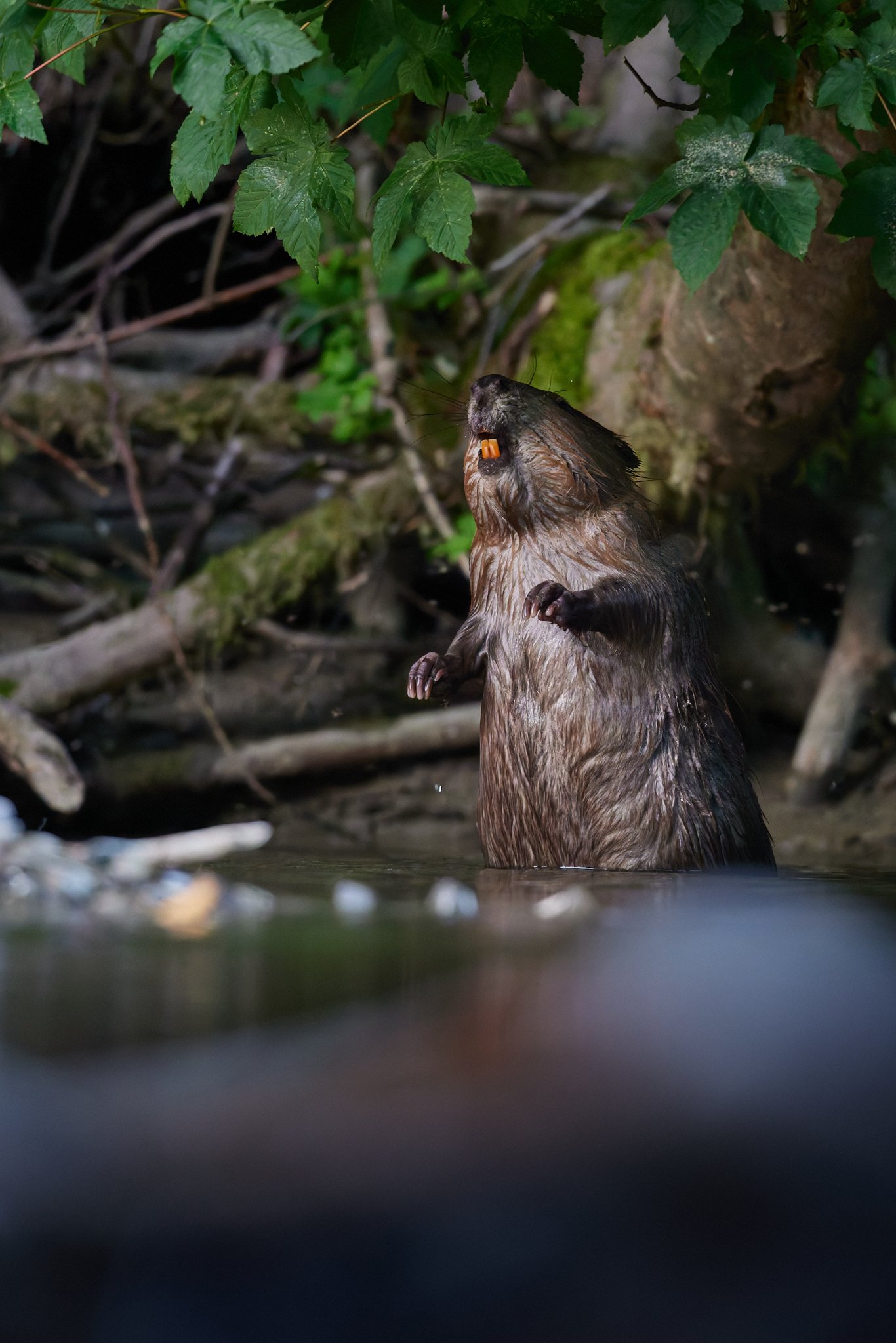 3N6A0335-DxO_DeepPRIME XD2s-2_1.jpg