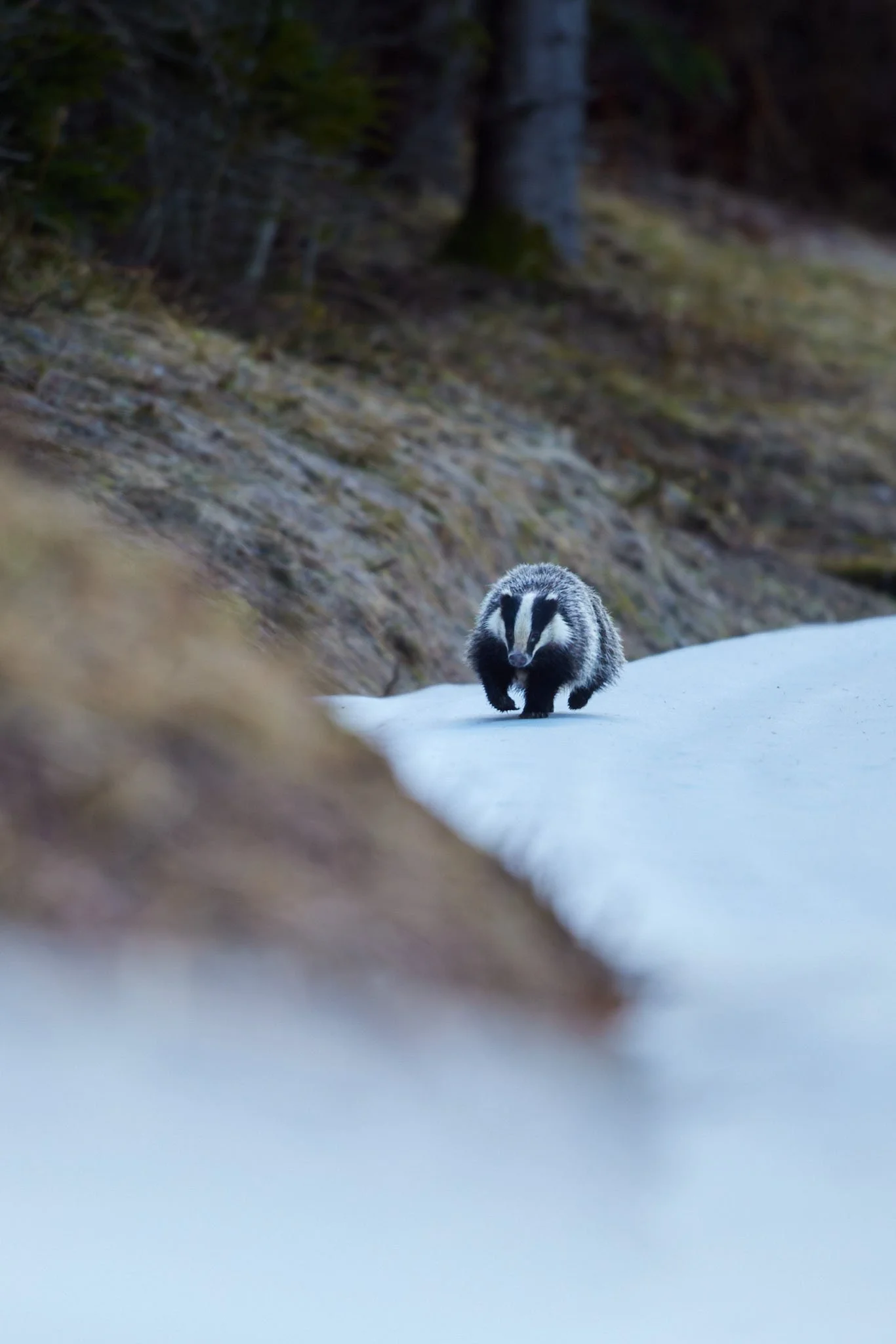 3N6A2105-DxO_DeepPRIME XD2s_1.jpg