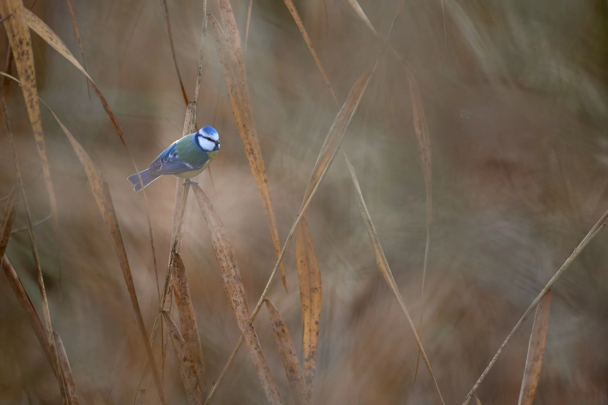 3N6A7862-CR3-DxO_DeepPRIME XD2_1.jpg