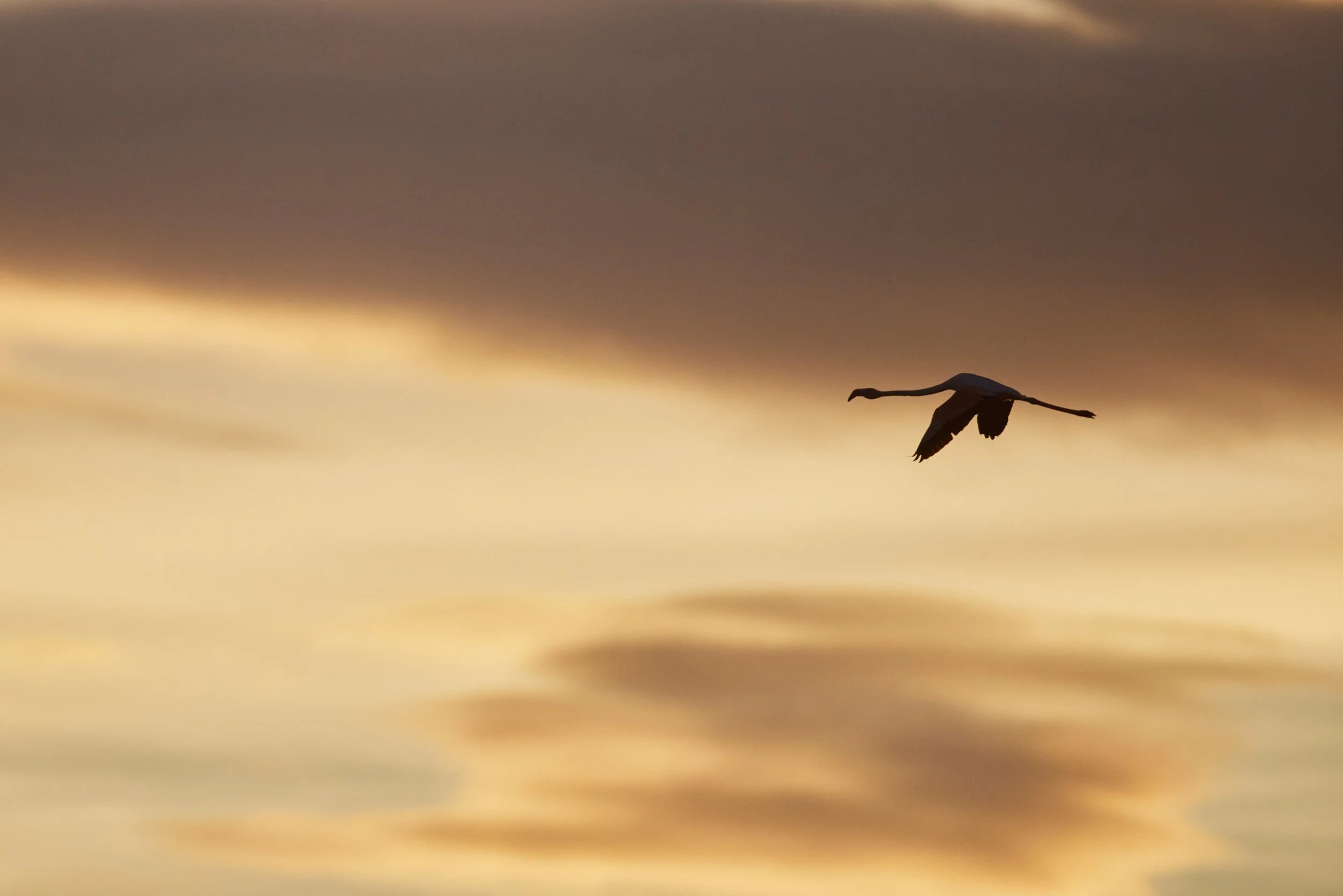 Elbro-Spanien-Gallocante-kohli-marco 7.jpg