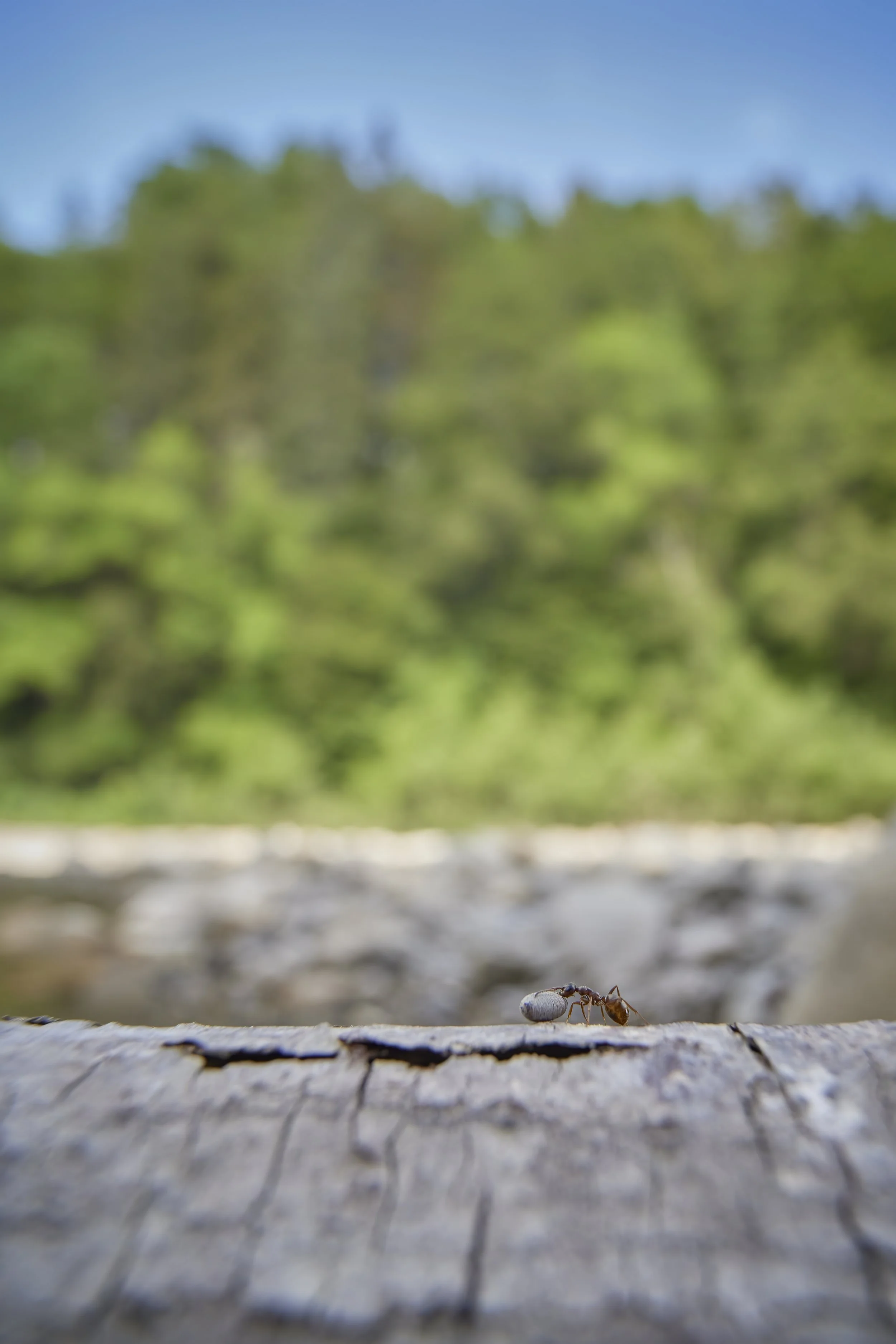 3N6A3775 kleinkleinklein.jpg