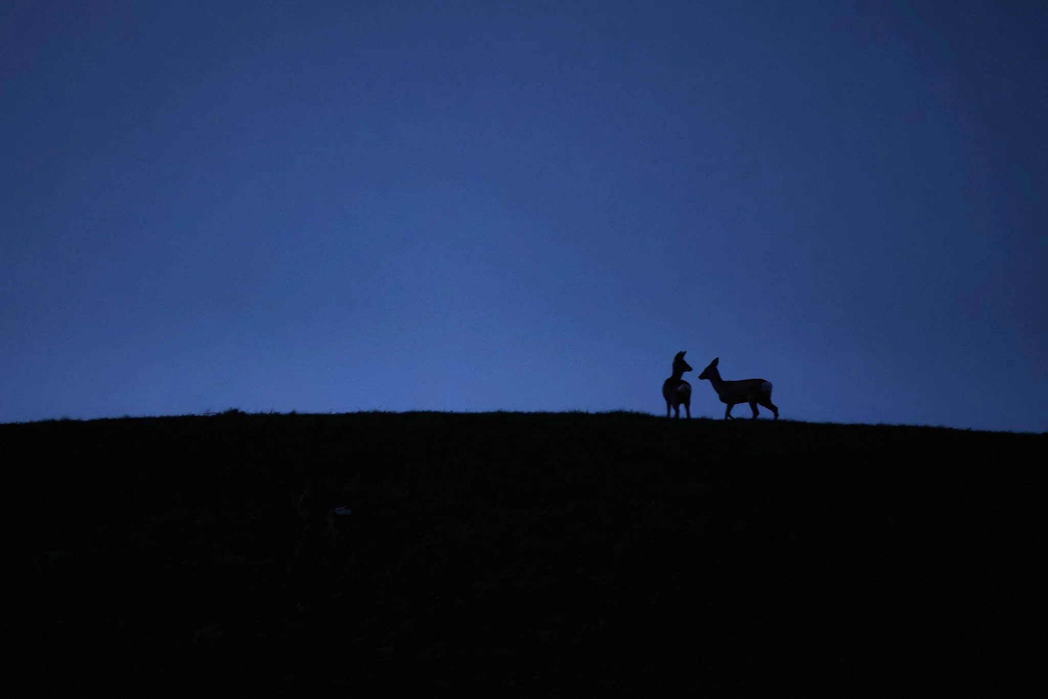 3N6A2938_1-DxO_DeepPRIME XD2s_1.jpg