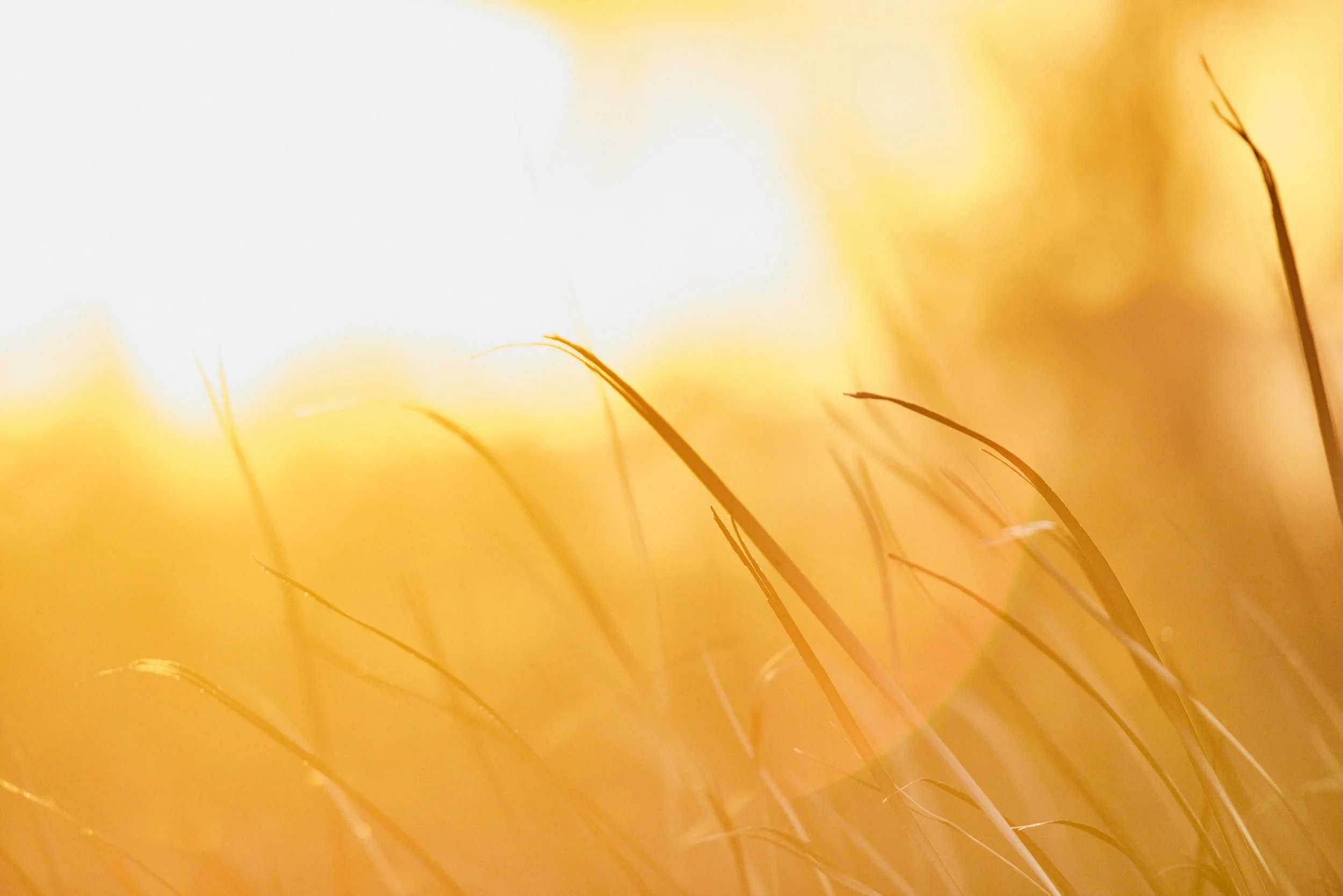 Elbro-Spanien-Gallocante-kohli-marco 11.jpg