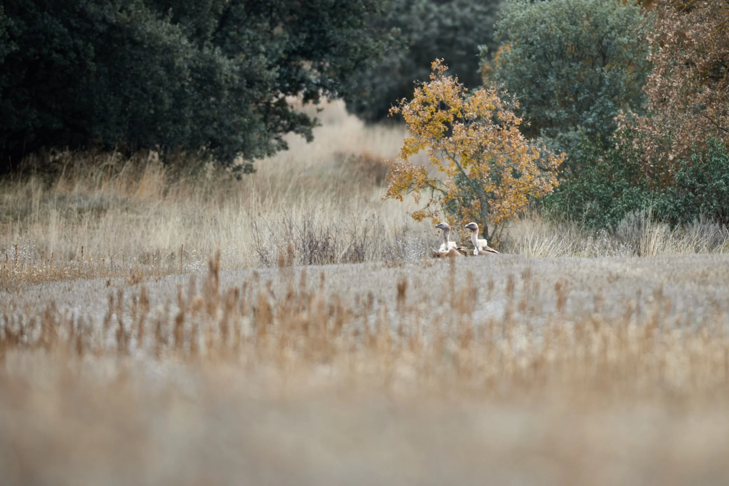Gänsegeier-Spanien-Gallocante-kohli-marco 1.jpg