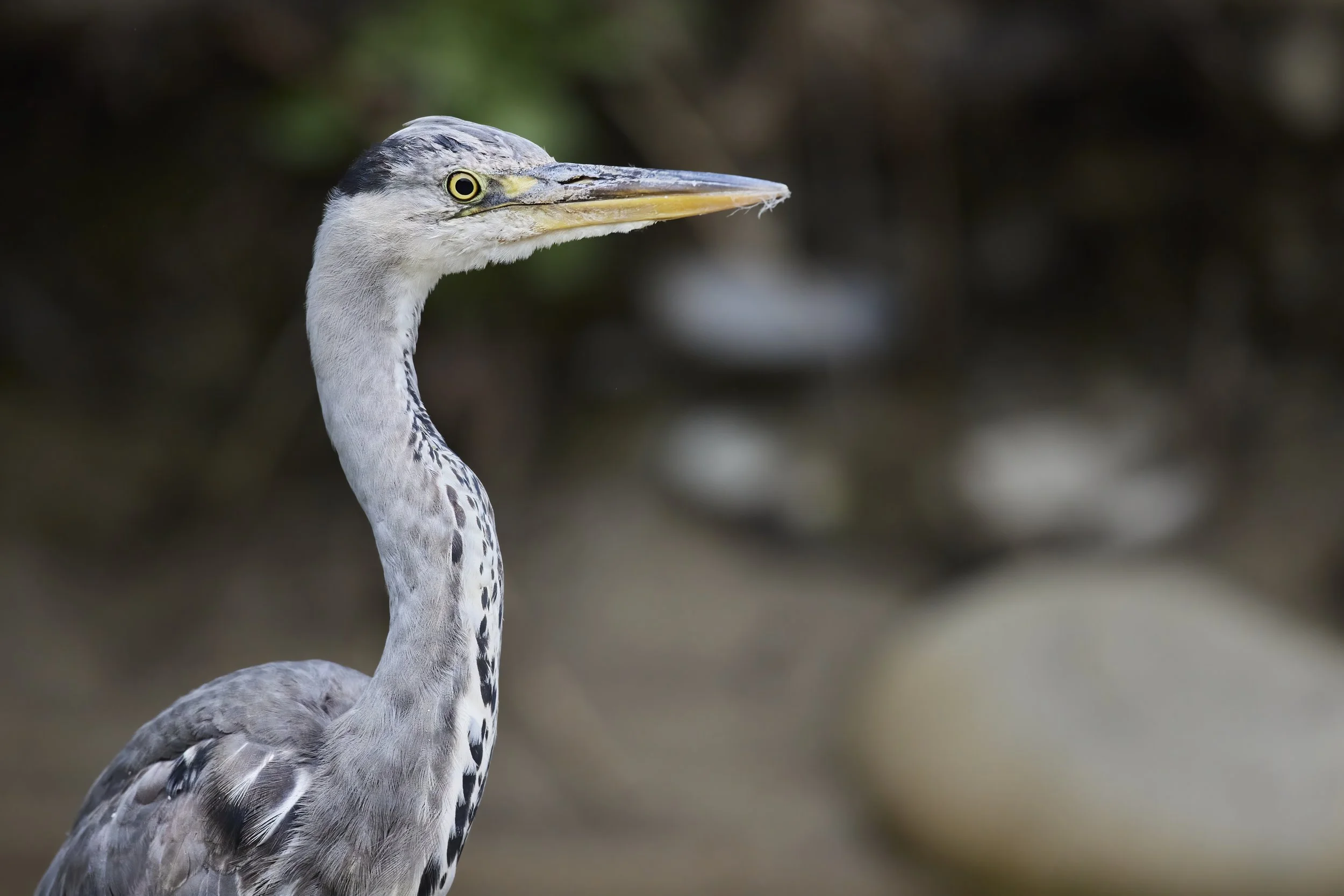 3N6A1577 kleinkleinklein.jpg