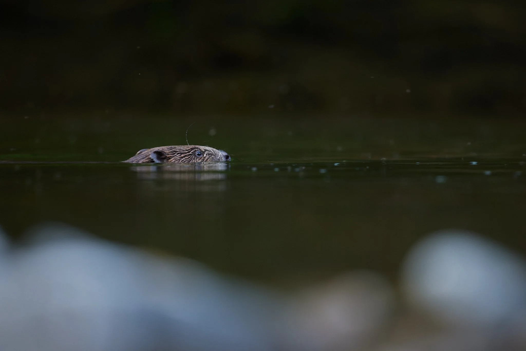 3N6A0150-DxO_DeepPRIME XD2s_1.jpg