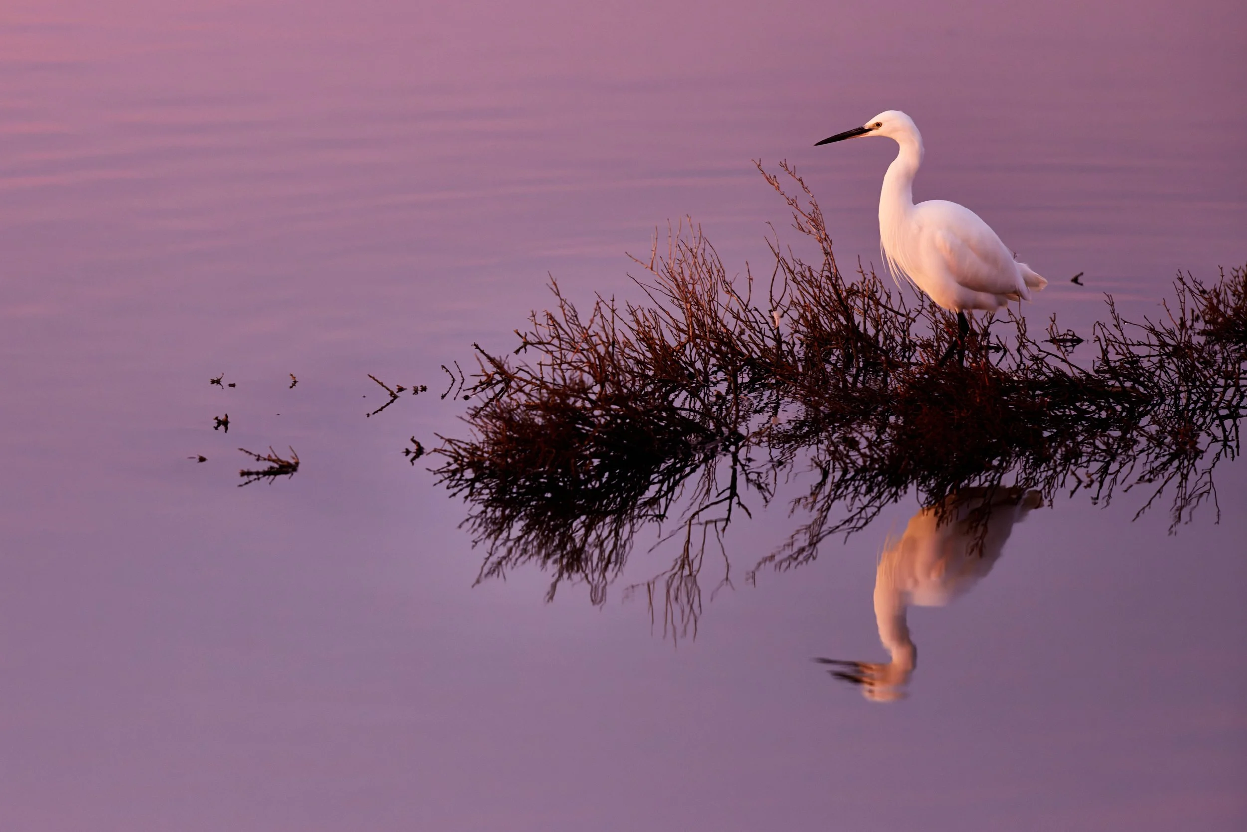 Elbro-Spanien-Gallocante-kohli-marco 4.jpg