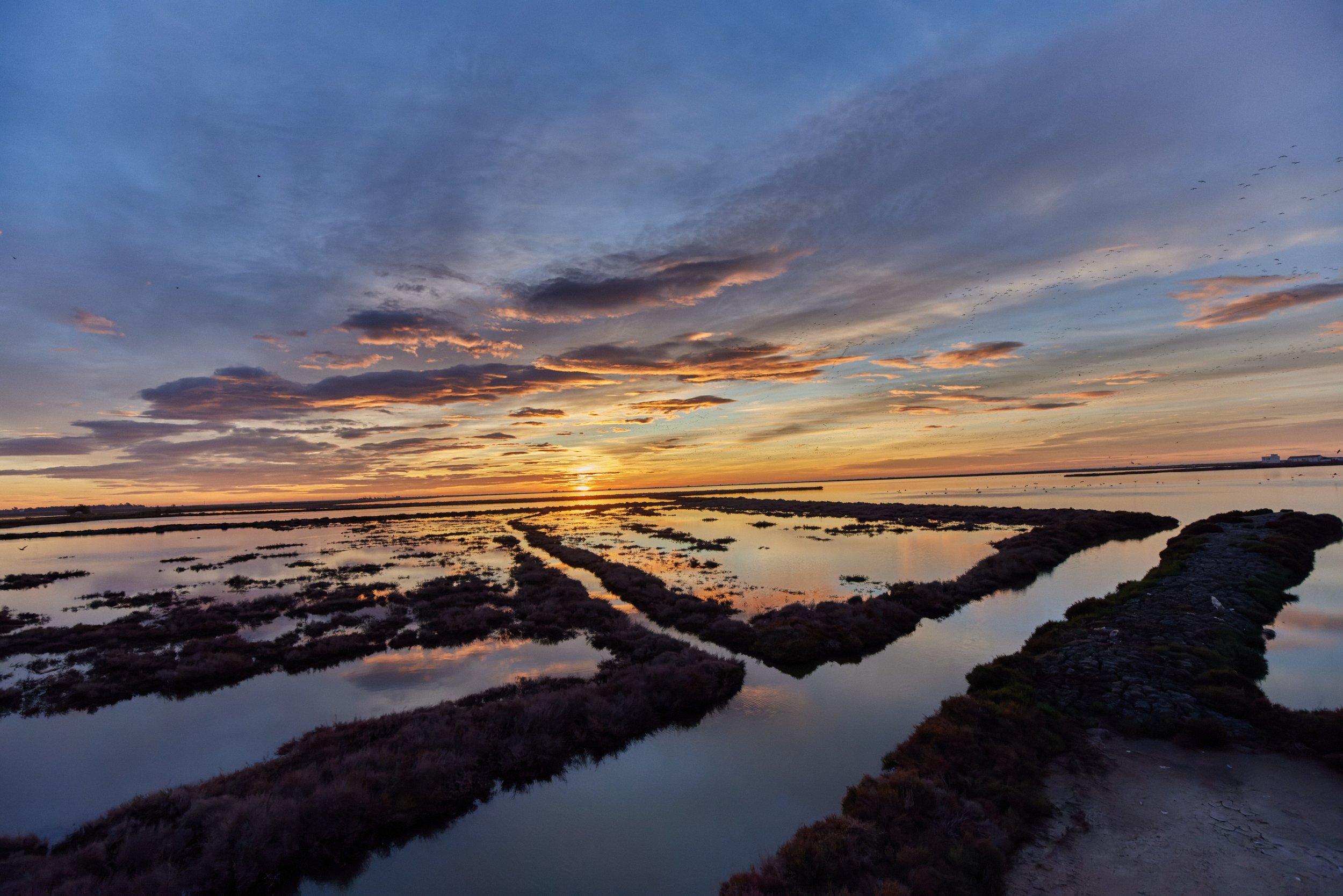 Elbro-Spanien-Gallocante-kohli-marco 5.jpg