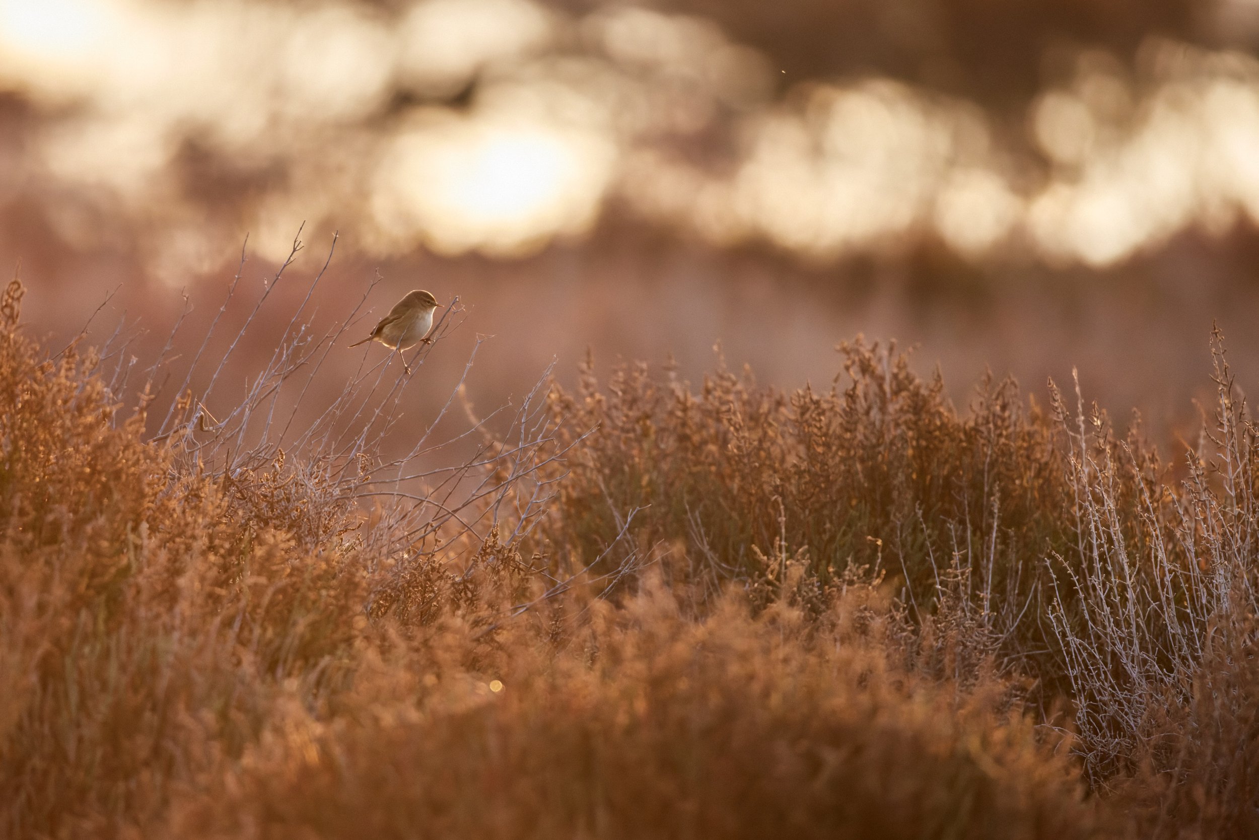 Elbro-Spanien-Gallocante-kohli-marco 6.jpg