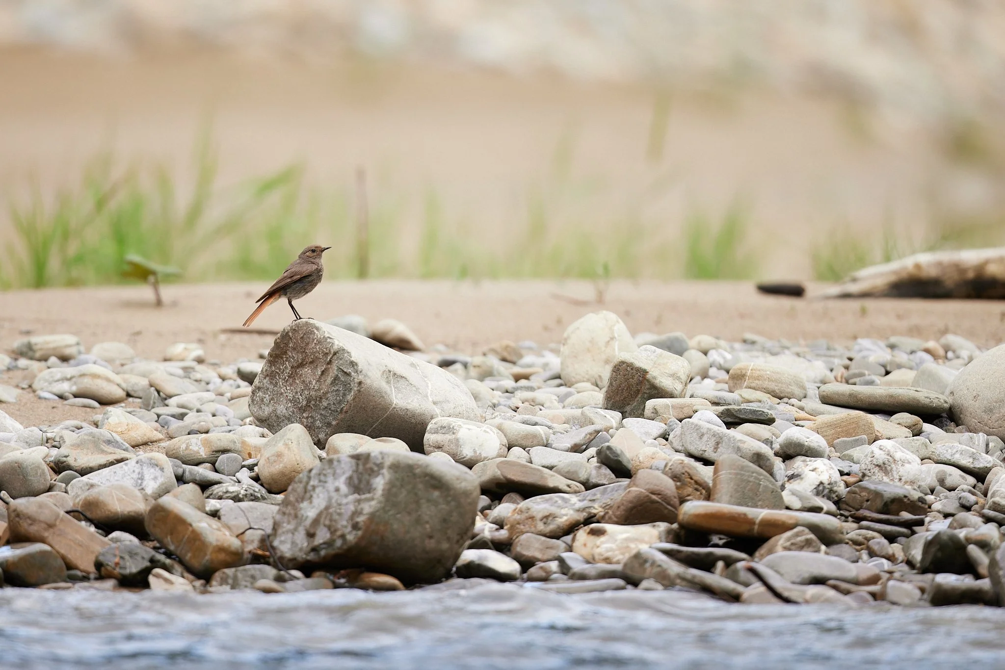 3N6A7338-CR3-DxO_DeepPRIME XD2_1.jpg