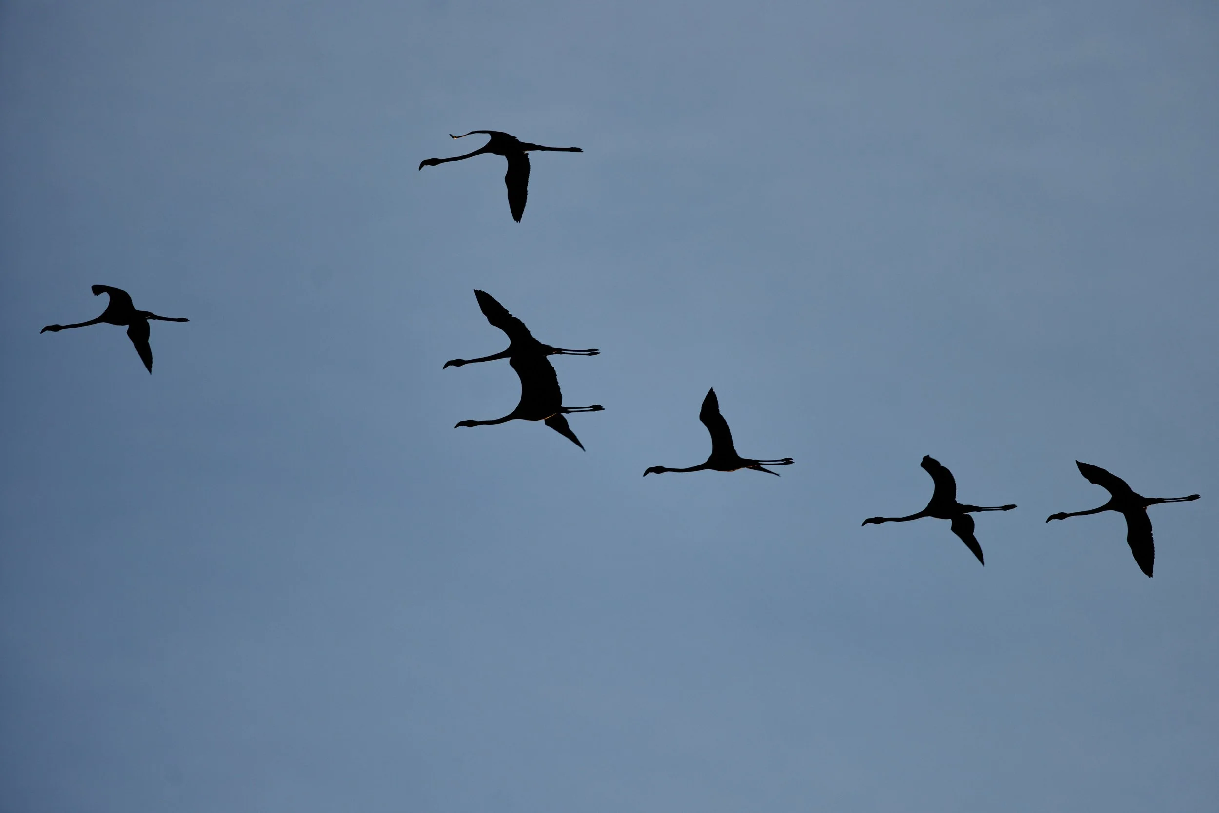 Flamingo-Spanien-Elbro-kohli-marco 2.jpg