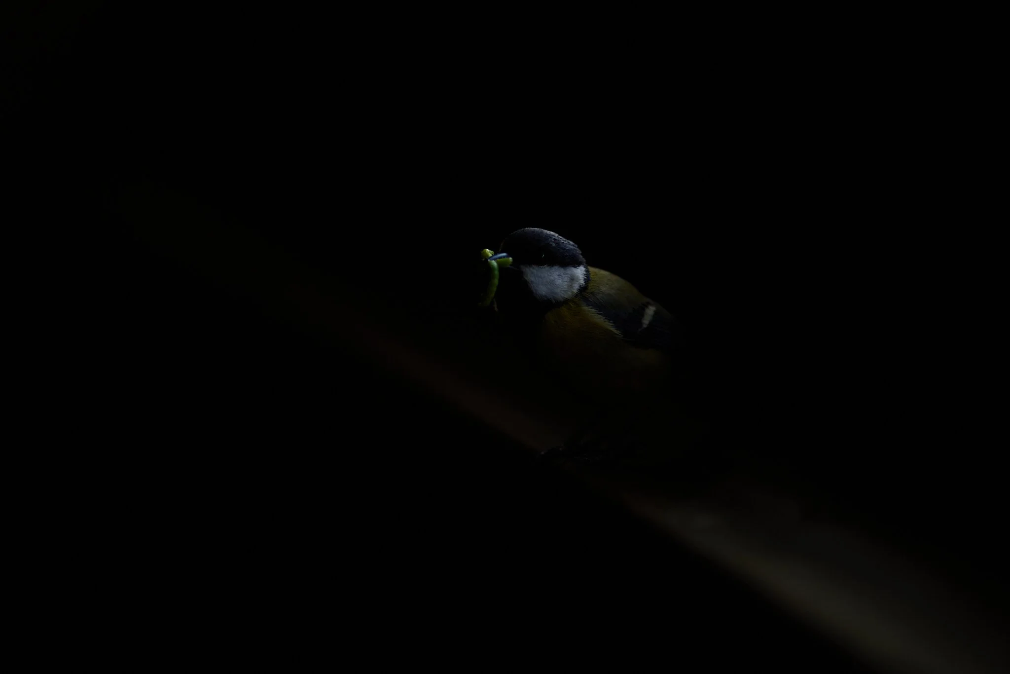 3N6A9535-DxO_DeepPRIME XD2s-2_1.jpg