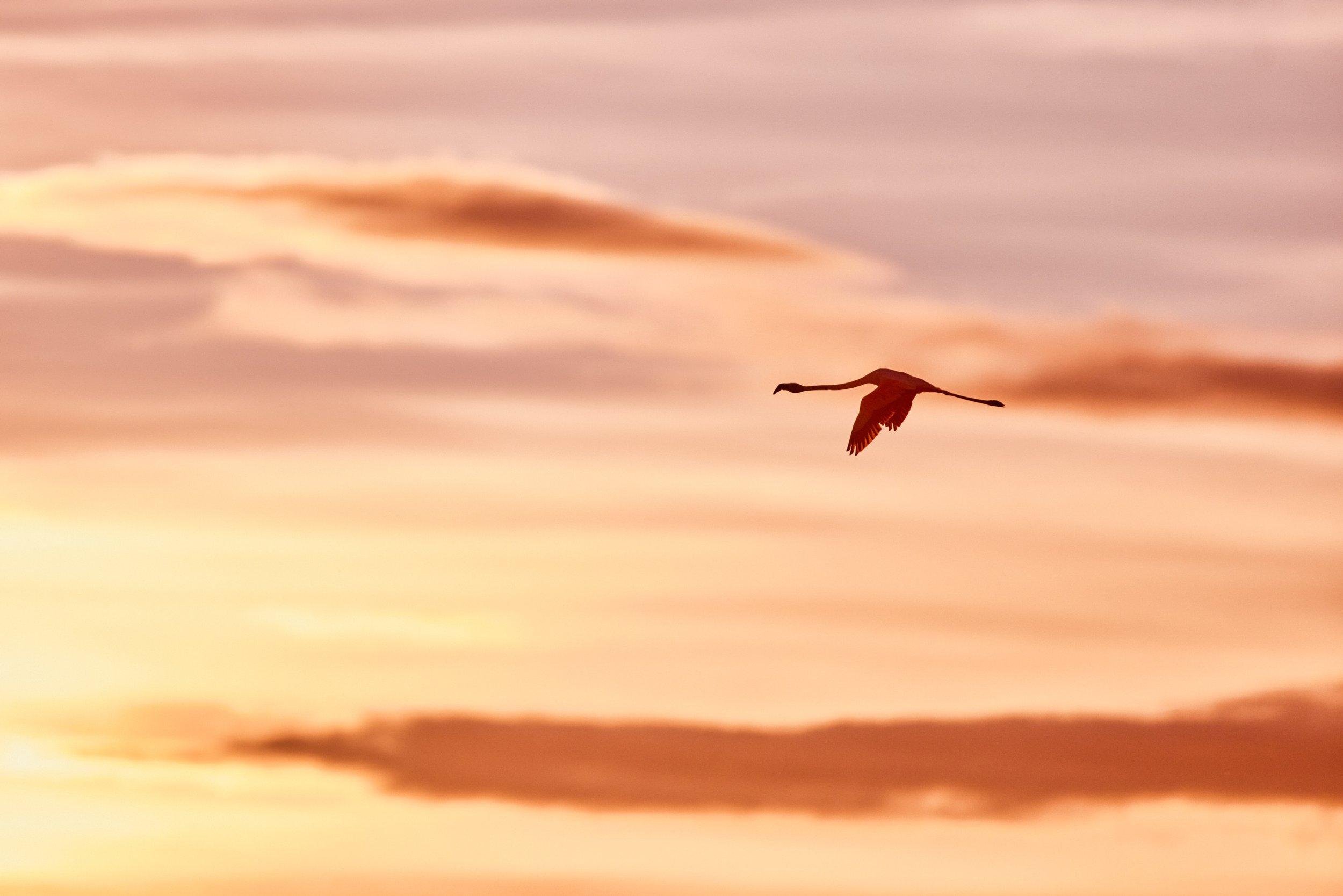 Flamingo-Spanien-Elbro-kohli-marco 3.jpg