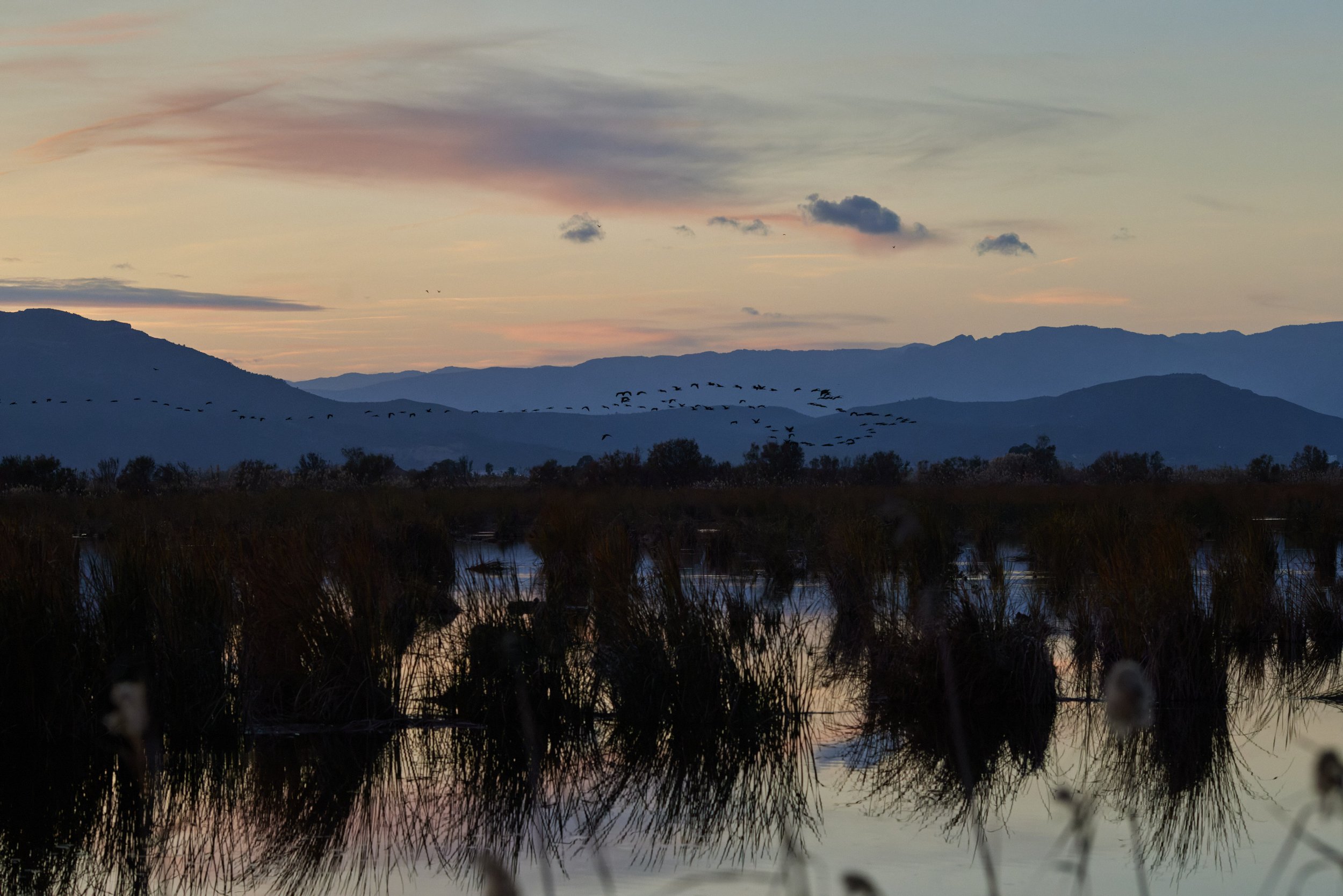 Elbro-Spanien-Gallocante-kohli-marco 3.jpg