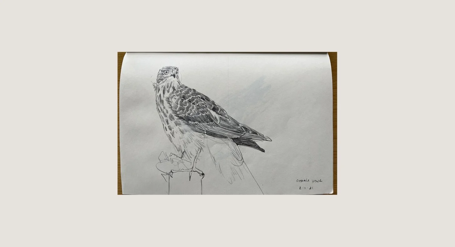 D_CoopersHawk_2021 copy.jpg