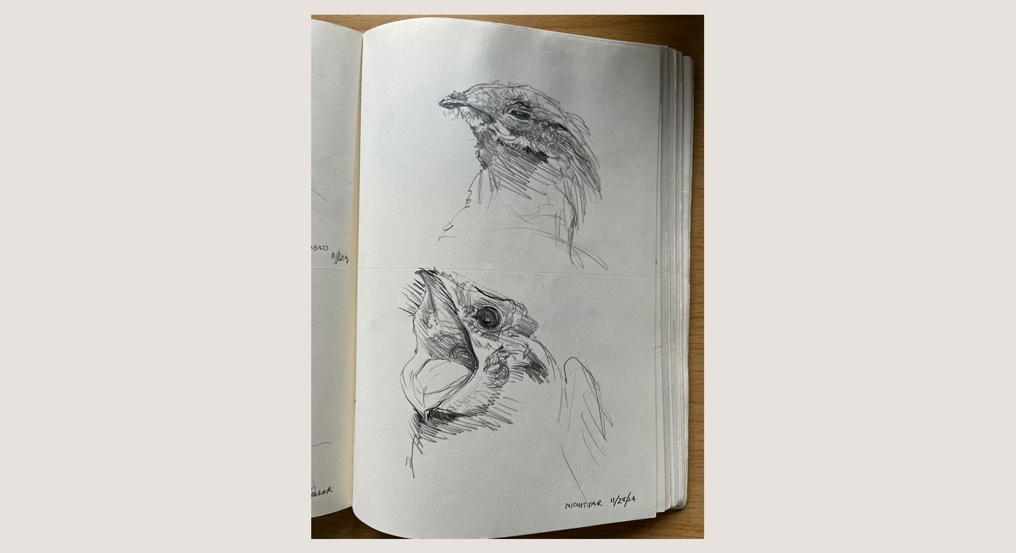 D_Nightjar_2024 copy.jpg
