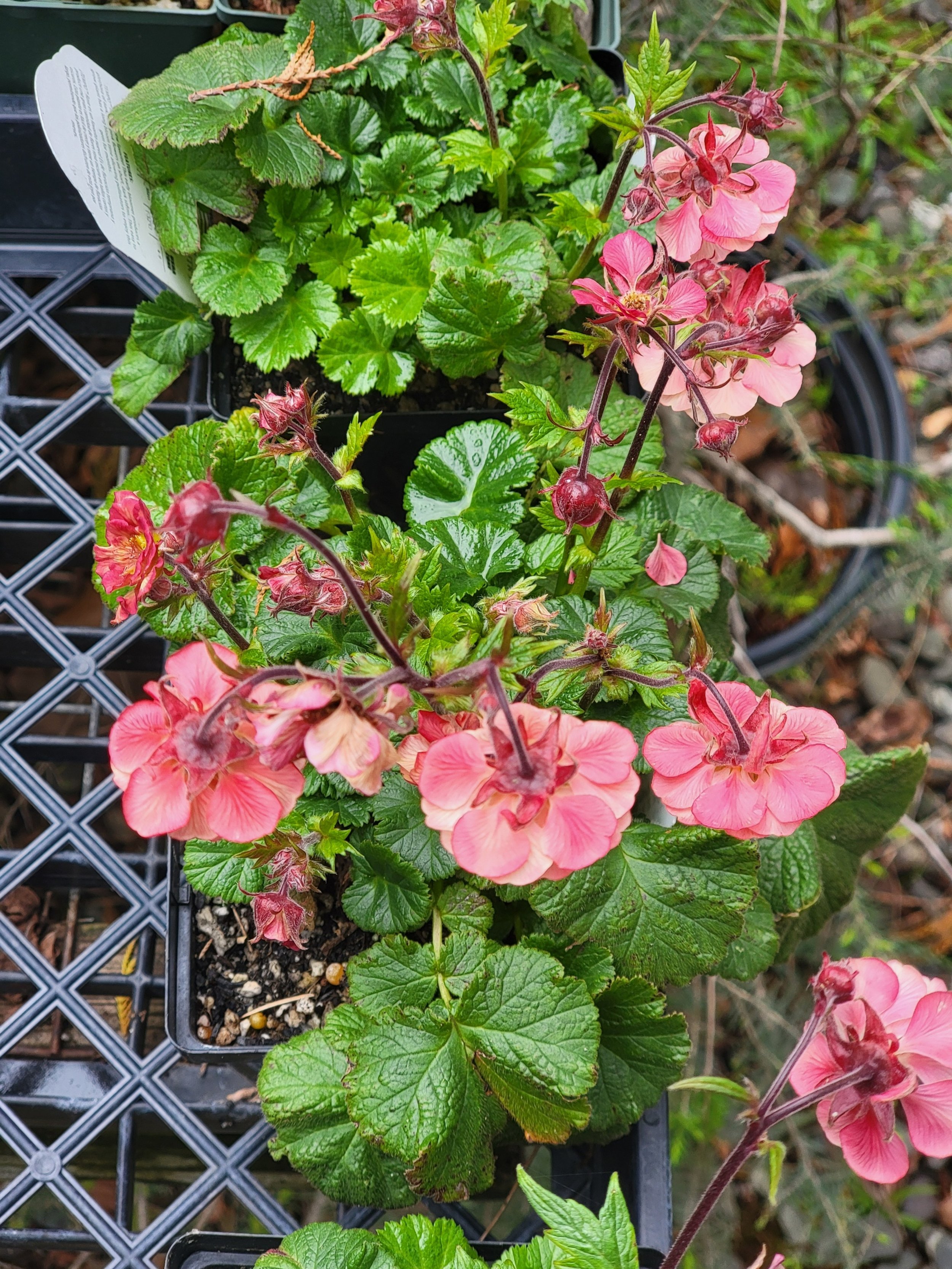 perennial bedding plant