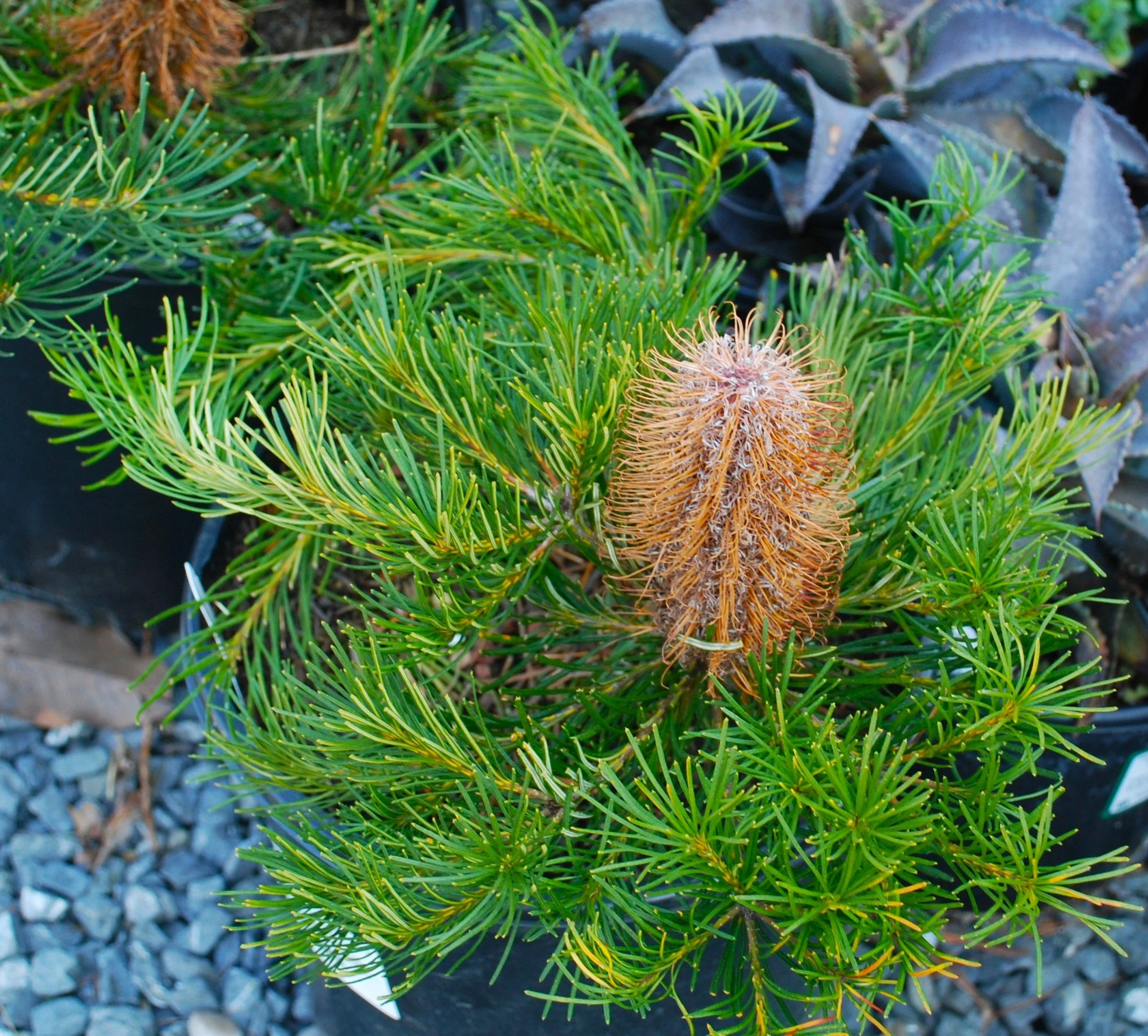New plants for Summer Gardening