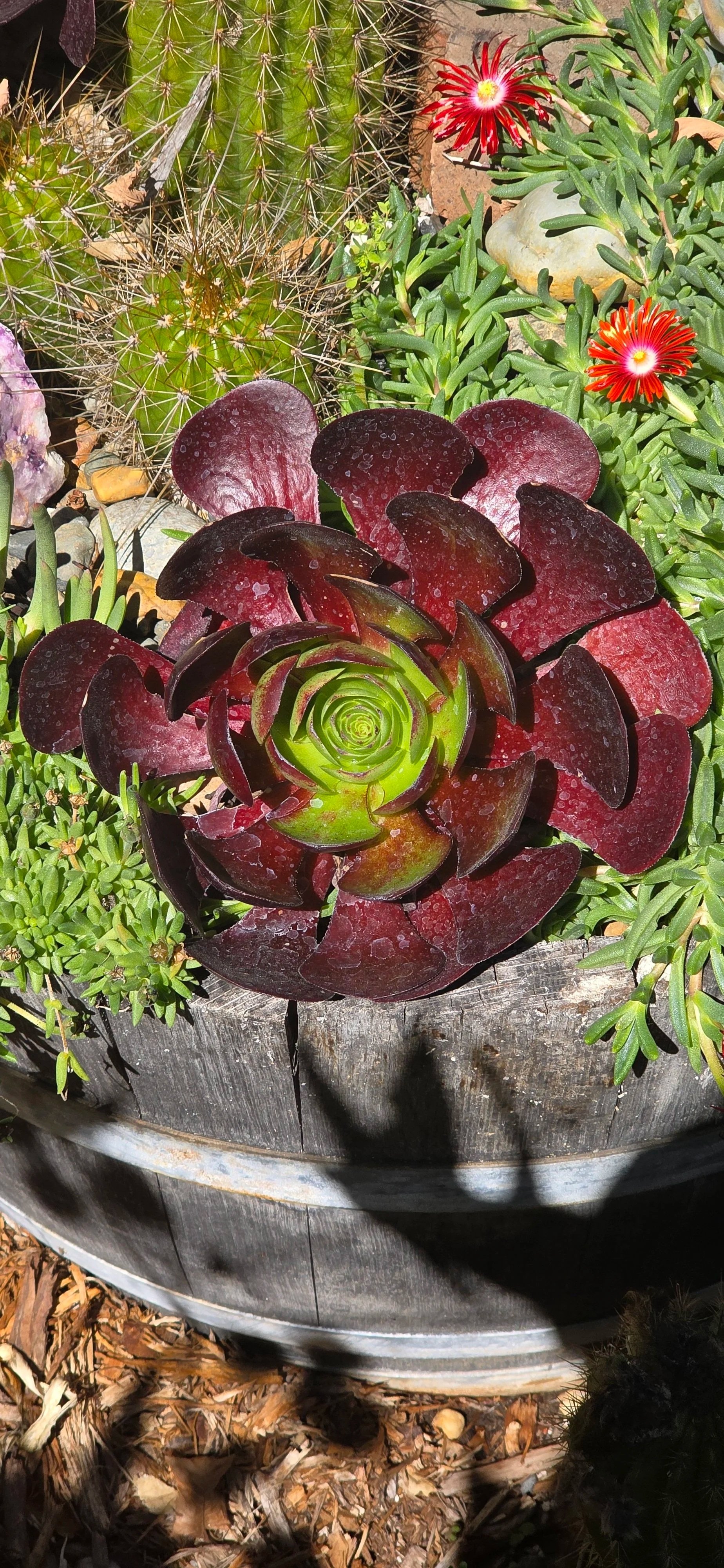 New plants arriving at Peacock Horticultural Nursery for fall planting