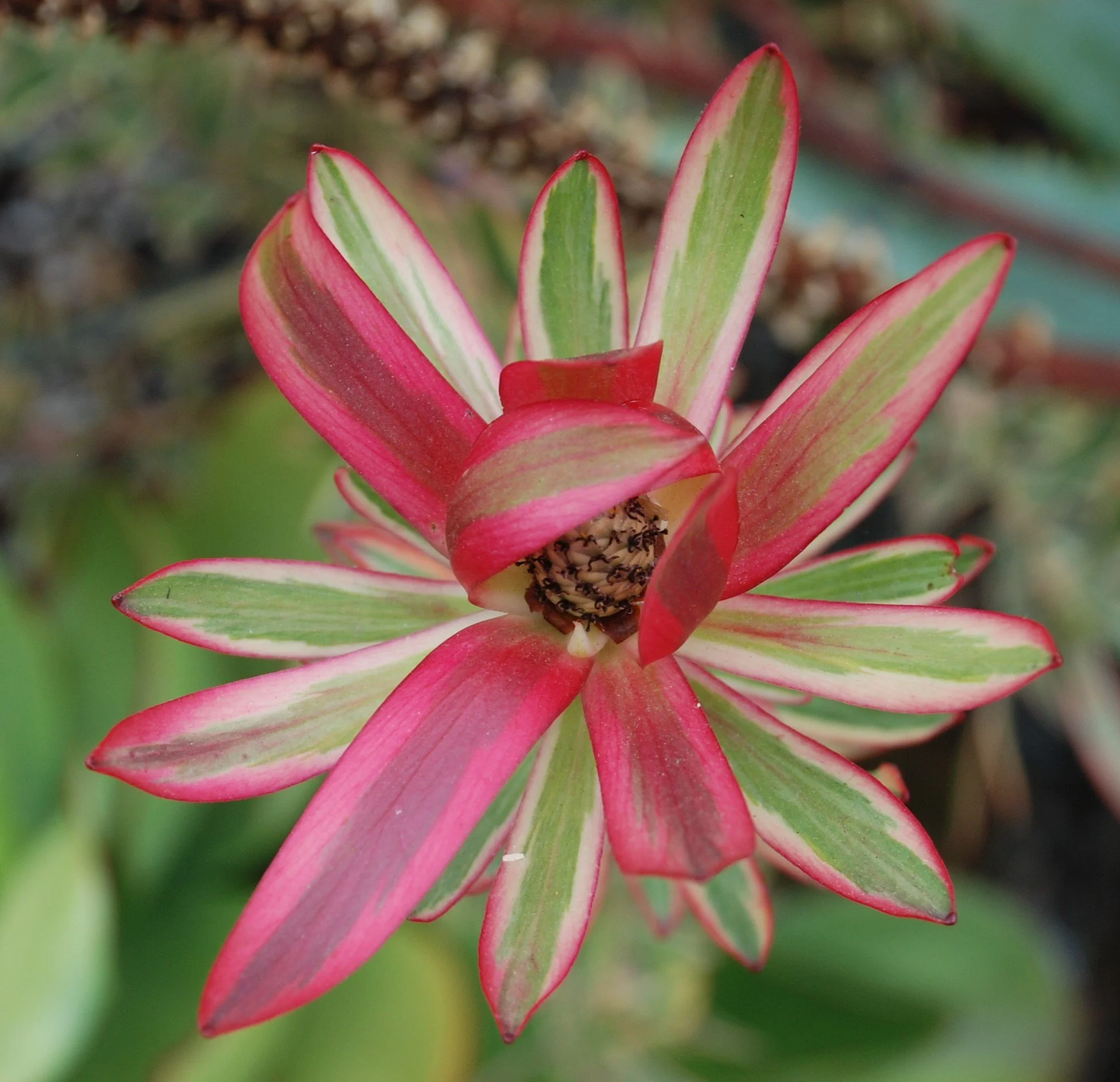 21st Anniversary Sale at Peacock Horticultural Nursery starts Thursday, September 17th